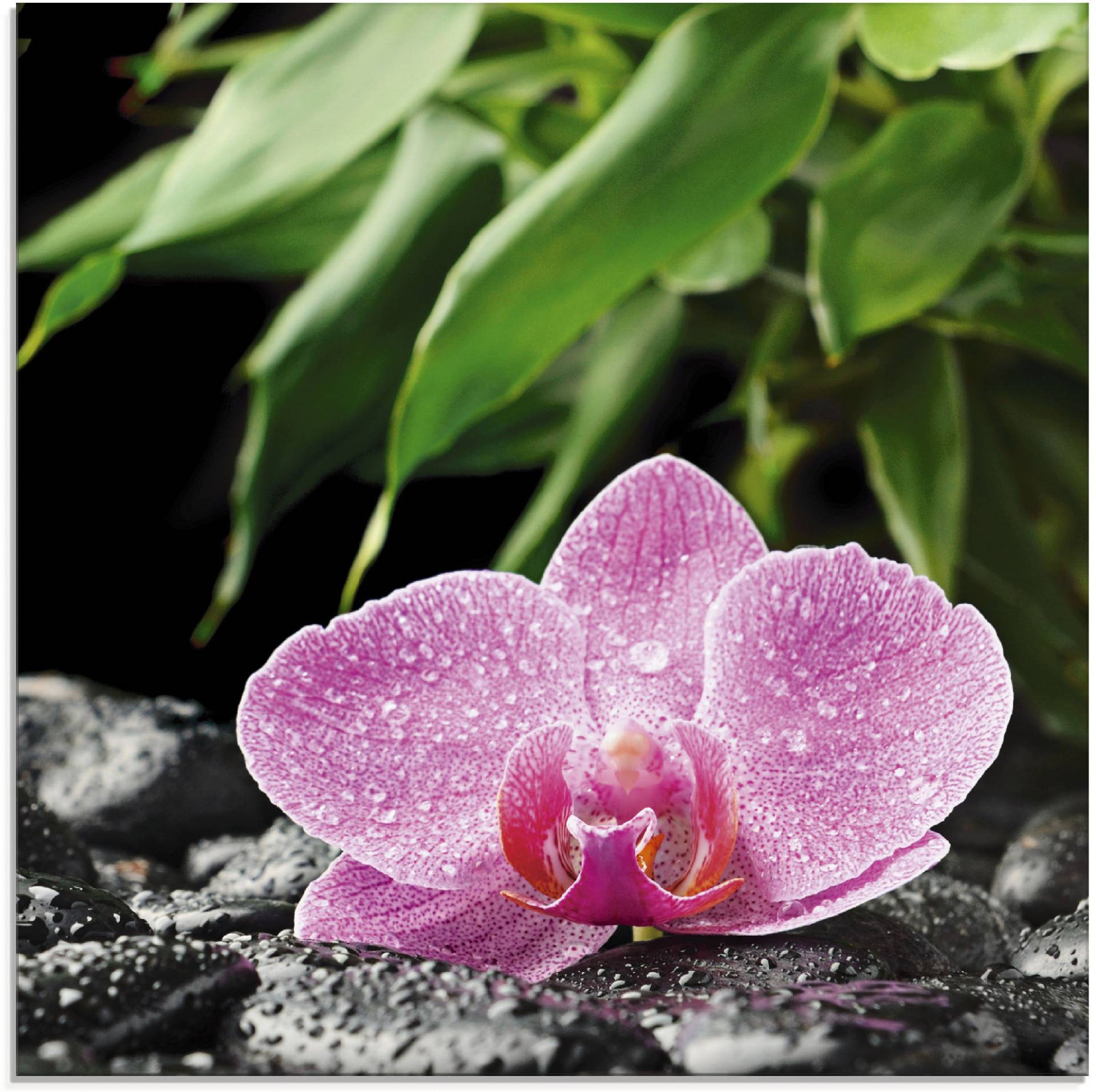 Artland Glasbild »Rosa Orchidee auf schwarzen Zen Steinen«, Blumen, (1 St.), in verschiedenen Grössen Artland Glasbild »Rosa Orchidee auf schwarzen Zen Steinen«, Blumen, (1 St.), in verschiedenen Grössen von Artland