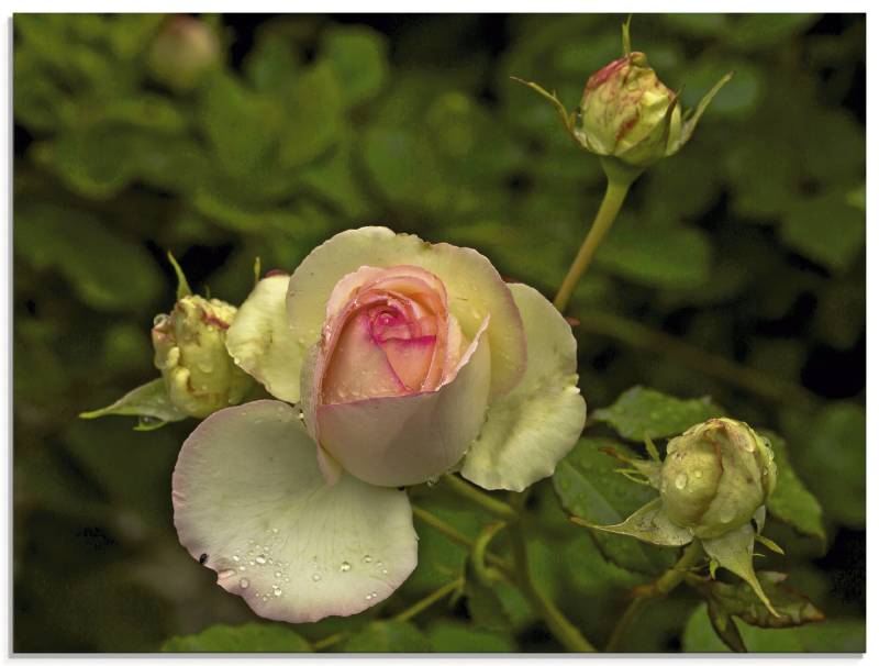 Artland Glasbild »Rosa Rose«, Blumen, (1 St.), in verschiedenen Grössen von Artland