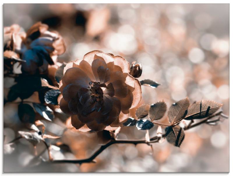 Artland Glasbild »Rose Zweig«, Blumen, (1 St.), in verschiedenen Grössen von Artland