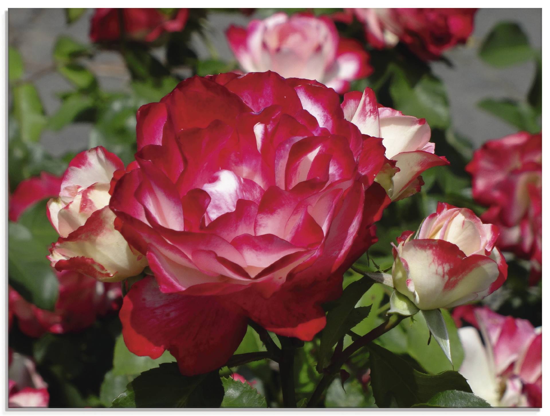 Artland Glasbild »Rot weisse Rosenblüte«, Blumen, (1 St.), in verschiedenen Grössen von Artland