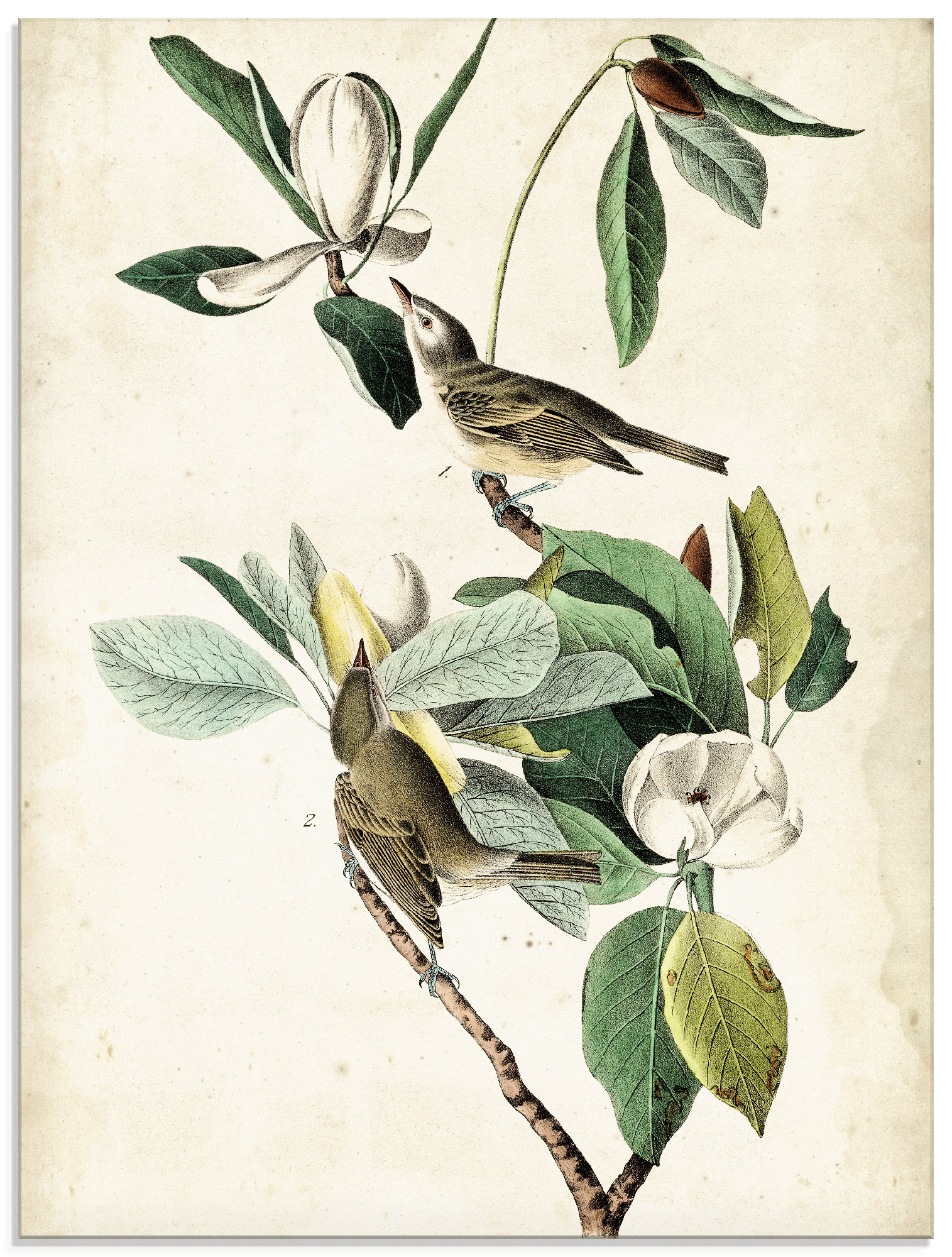 Artland Glasbild »Sängervireo«, Vögel, (1 St.), in verschiedenen Grössen von Artland