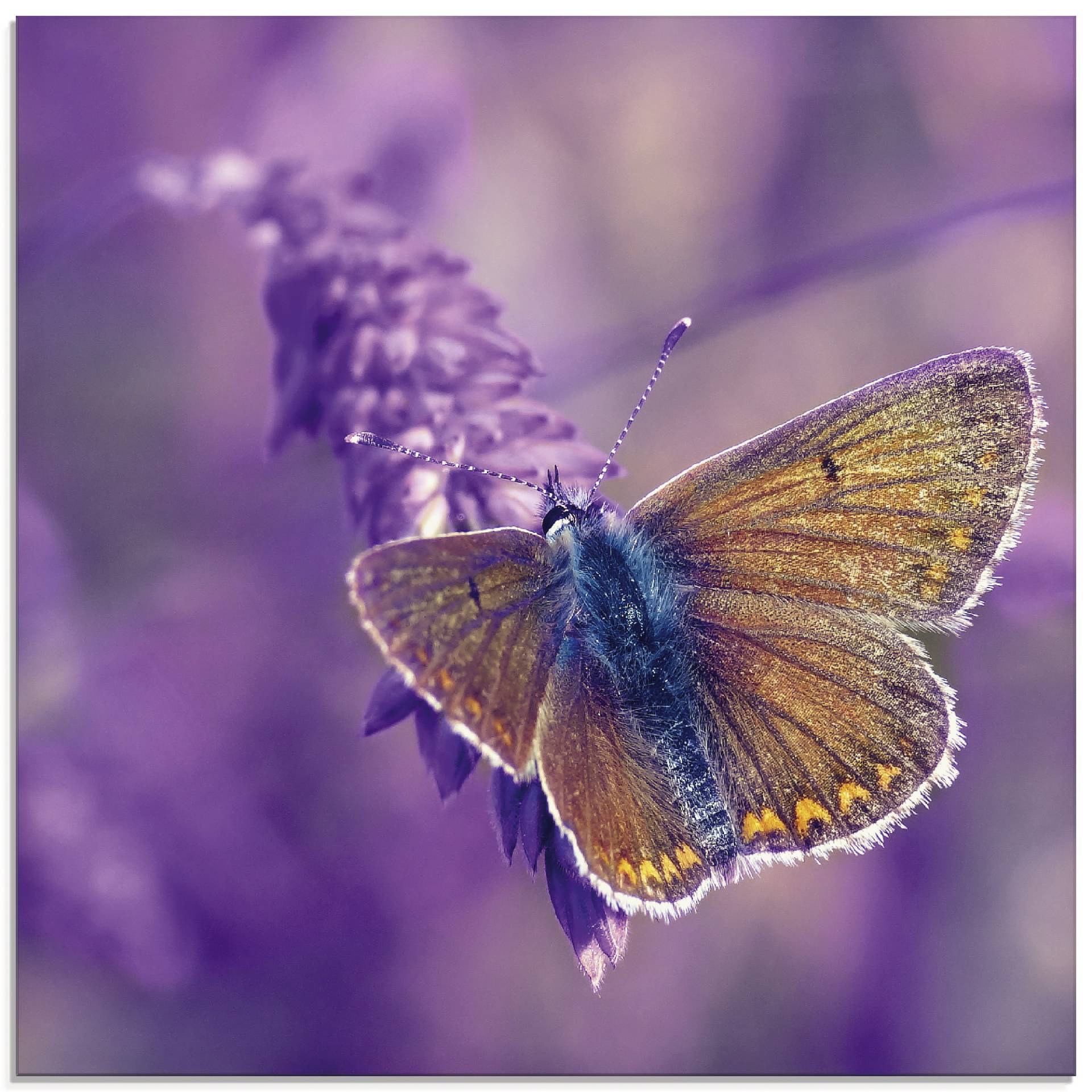 Artland Glasbild »Schmetterling Lavendeltraum«, Insekten, (1 St.), in verschiedenen Grössen von Artland