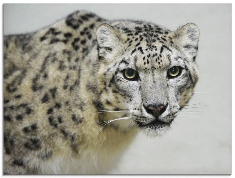 Artland Glasbild »Schneeleopard«, Wildtiere, (1 St.), in verschiedenen Grössen von Artland