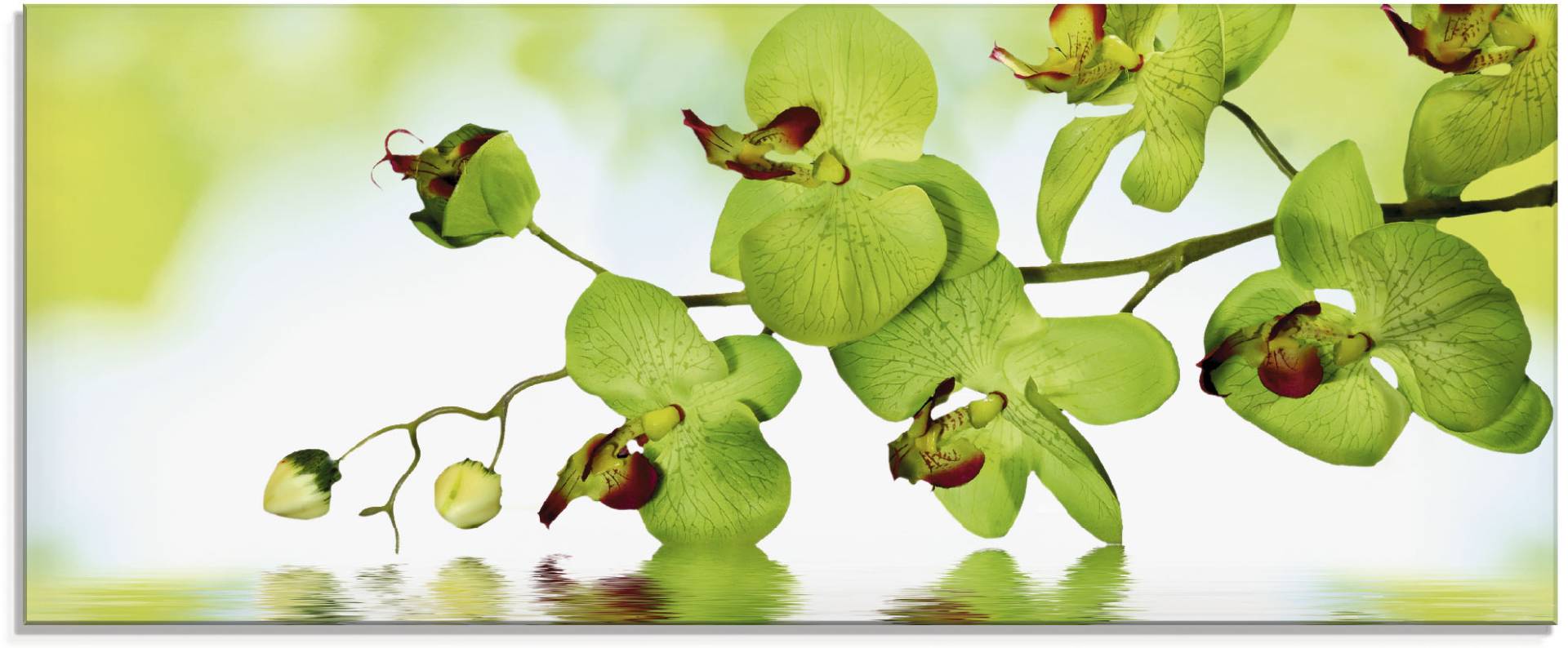 Artland Glasbild »Schöne Orchidee mit grünem Hintergrund«, Blumen, (1 St.), in verschiedenen Grössen Artland Glasbild »Schöne Orchidee mit grünem Hintergrund«, Blumen, (1 St.), in verschiedenen Grössen von Artland