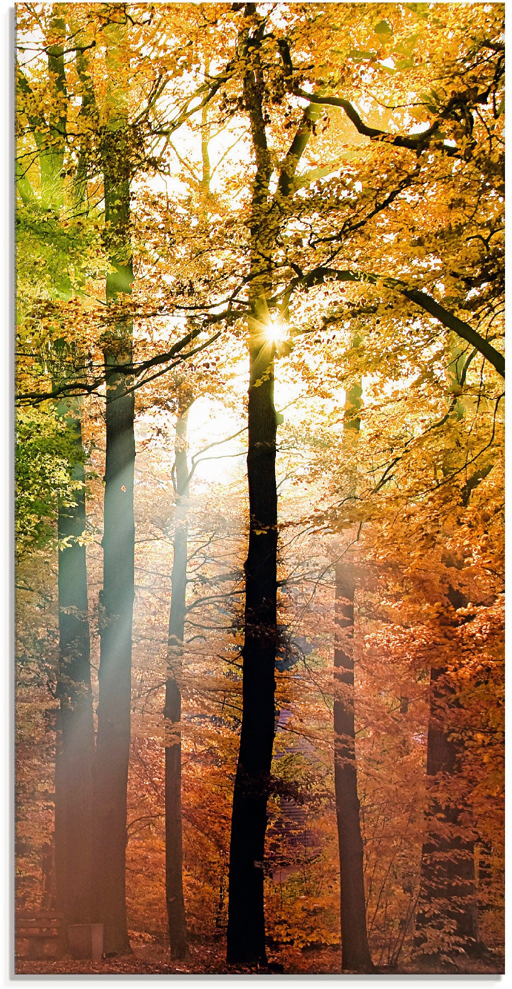 Artland Glasbild »Schöner Herbsttag 2«, Wald, (1 St.), in verschiedenen Grössen von Artland