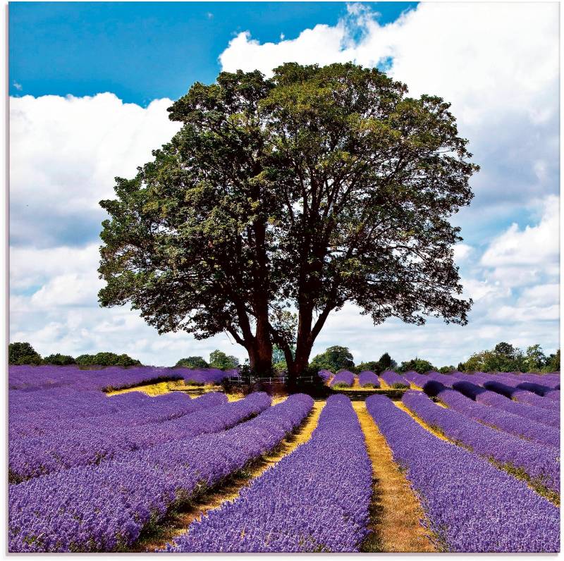 Artland Glasbild »Schönes Lavendelfeld im Sommer«, Felder, (1 St.), in verschiedenen Grössen von Artland