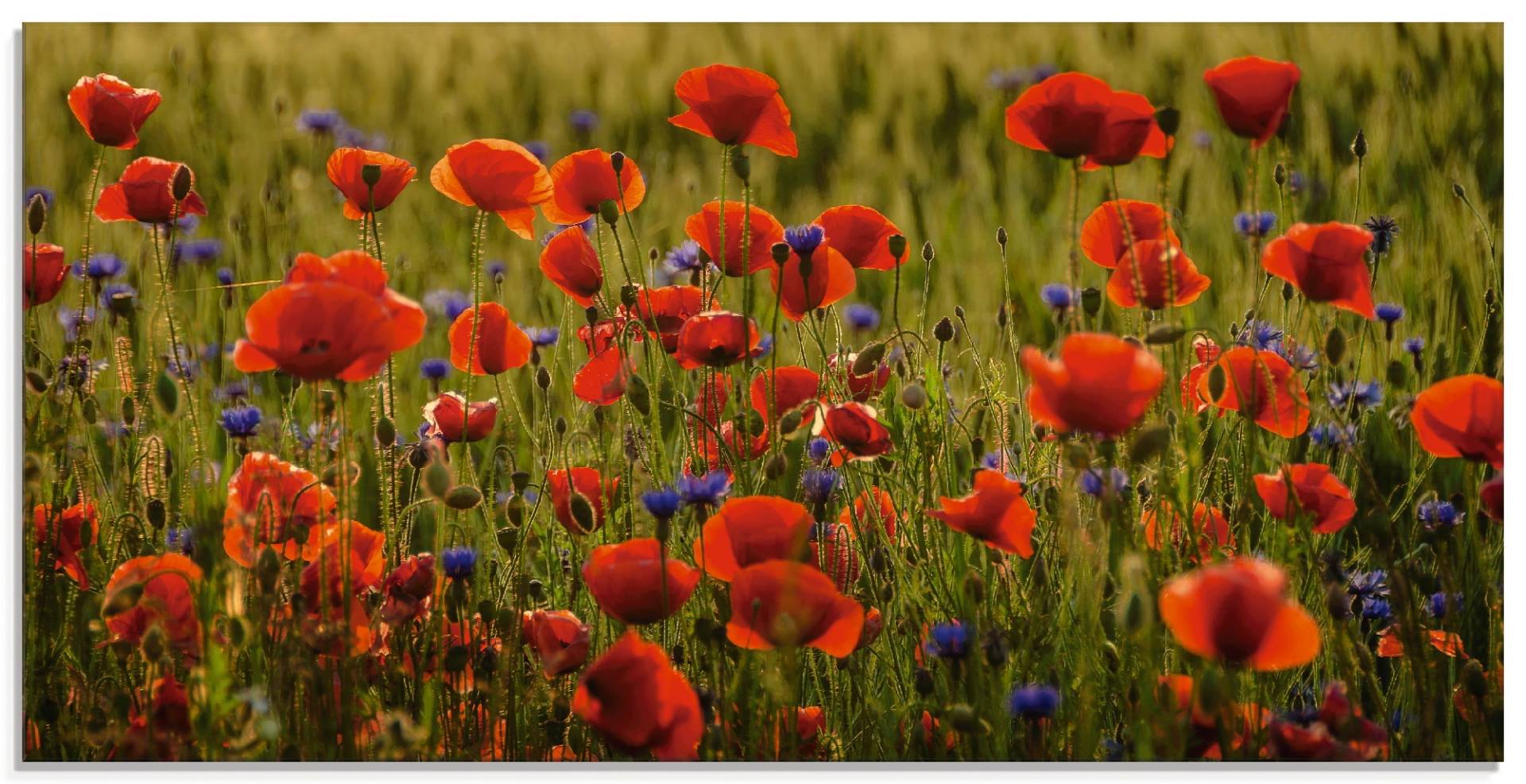 Artland Glasbild »Sommermohn«, Blumen, (1 St.), in verschiedenen Grössen von Artland