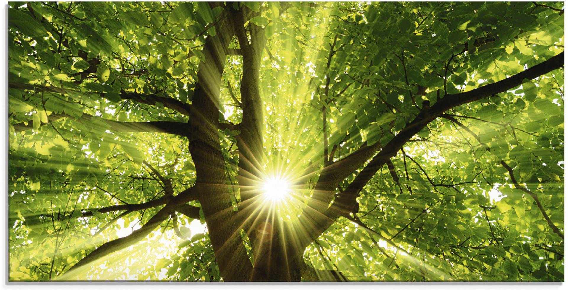 Artland Glasbild »Sonne strahlt explosiv durch den Baum«, Bäume, (1 St.), in verschiedenen Grössen Artland Glasbild »Sonne strahlt explosiv durch den Baum«, Bäume, (1 St.), in verschiedenen Grössen von Artland