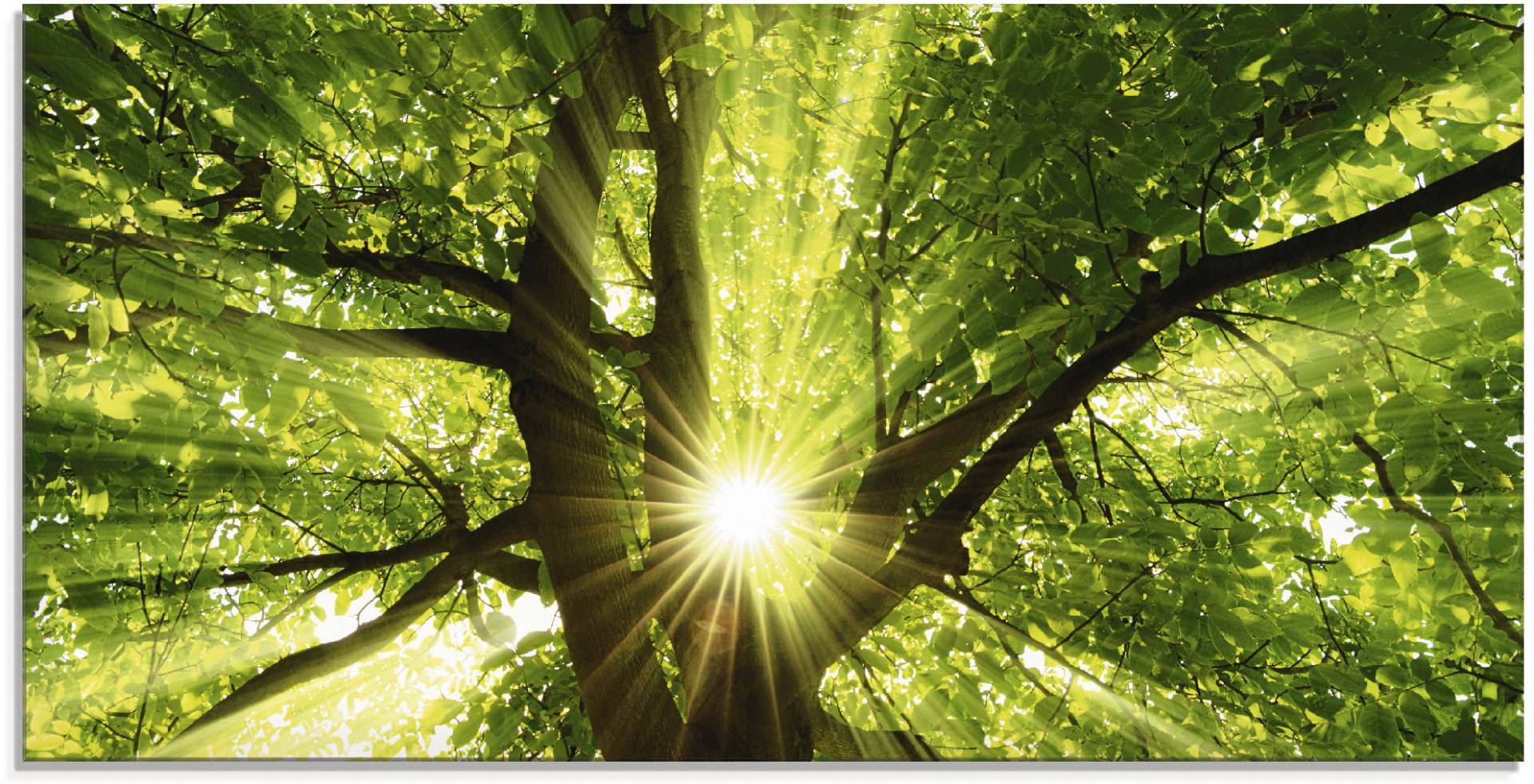 Artland Glasbild »Sonne strahlt explosiv durch den Baum«, Bäume, (1 St.), in verschiedenen Grössen Artland Glasbild »Sonne strahlt explosiv durch den Baum«, Bäume, (1 St.), in verschiedenen Grössen von Artland