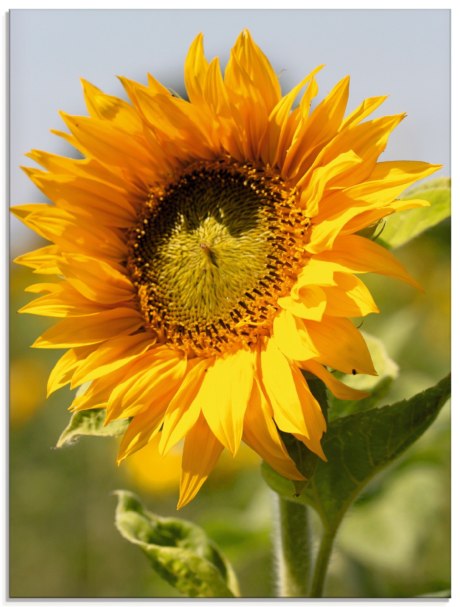 Artland Glasbild »Sonnenblume Nahaufnahme«, Blumen, (1 St.), in verschiedenen Grössen von Artland