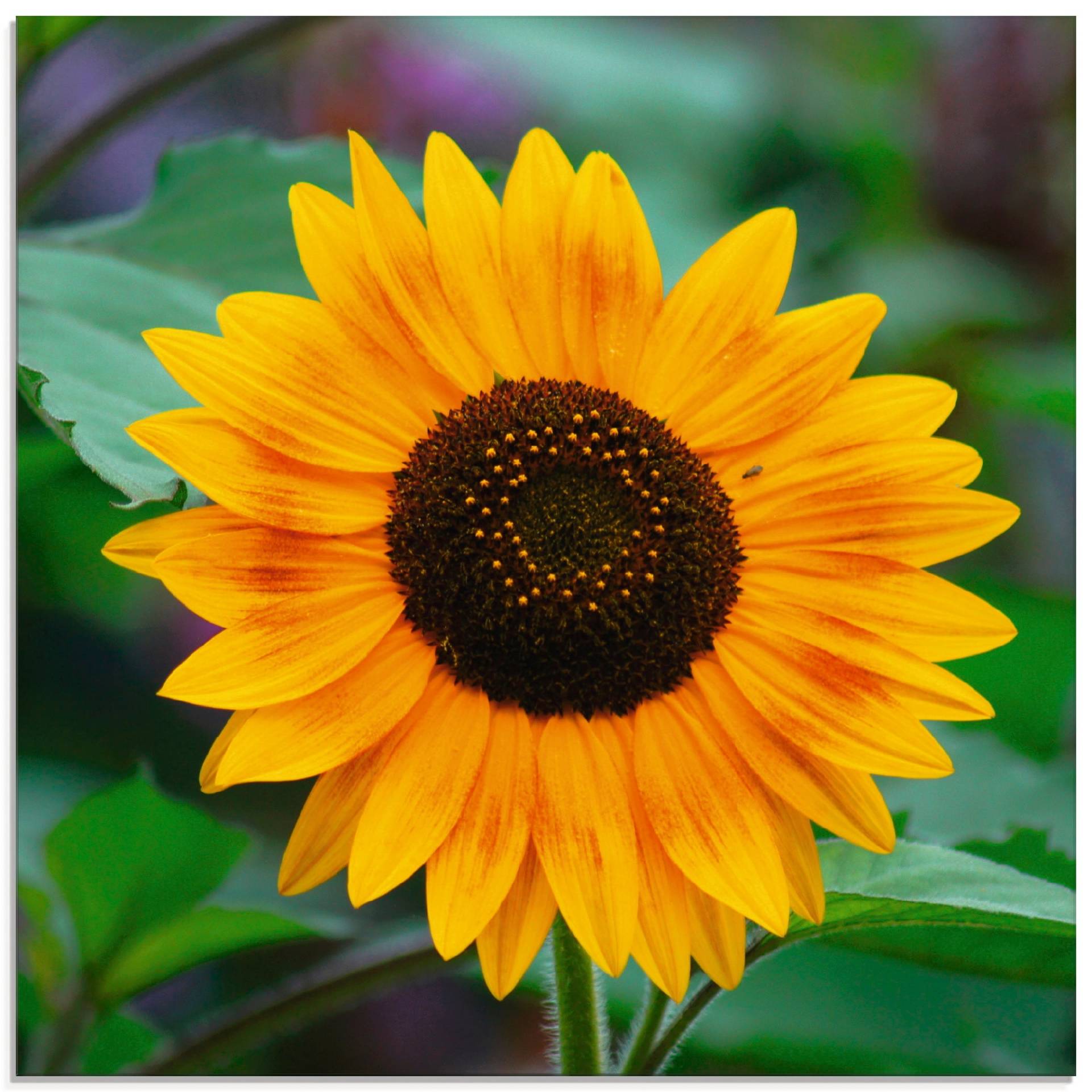 Artland Glasbild »Sonnenblume«, Blumen, (1 St.), in verschiedenen Grössen von Artland