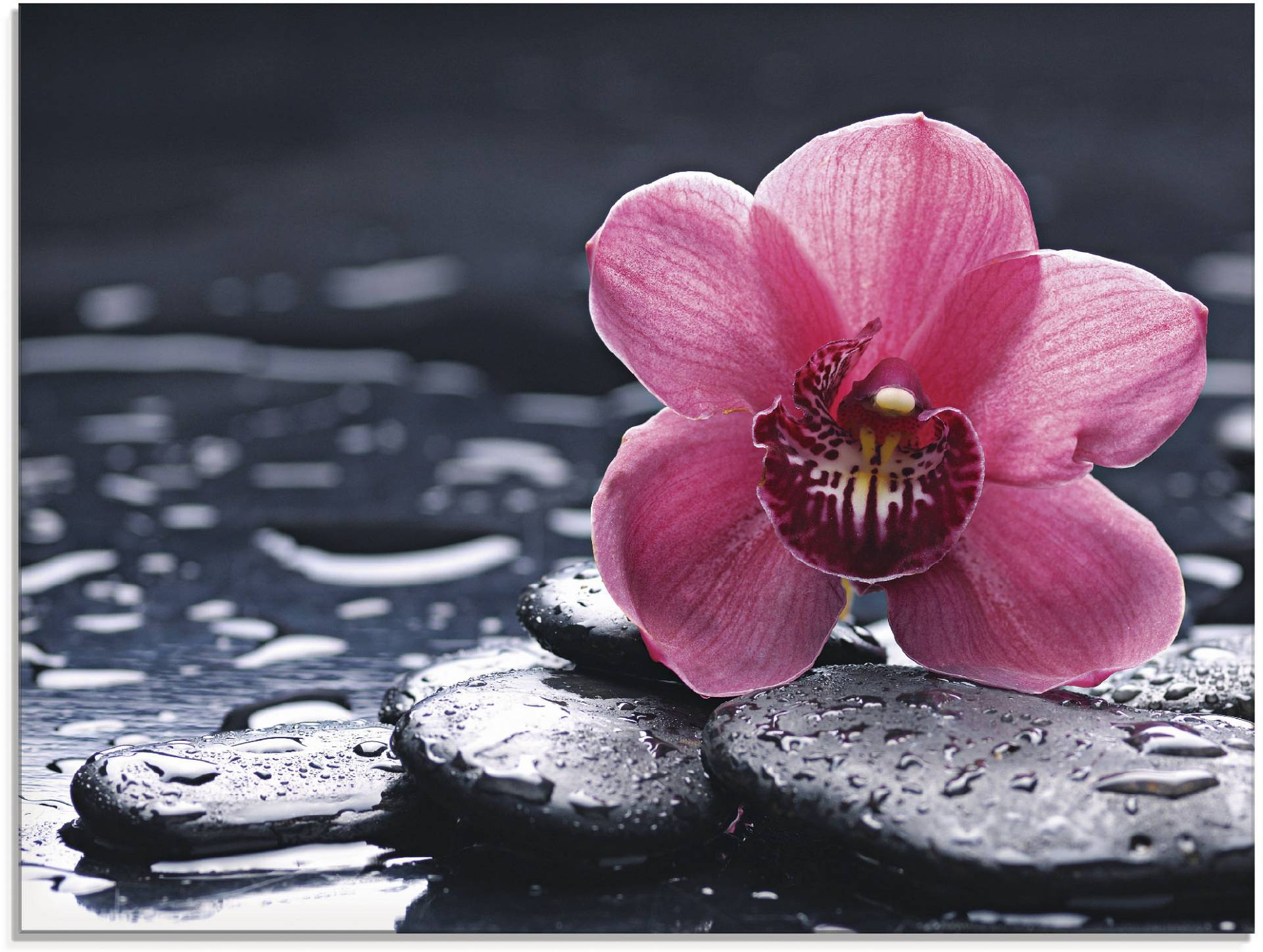 Artland Glasbild »Stillleben mit Kiesel und einer Orchidee«, Blumen, (1 St.), in verschiedenen Grössen Artland Glasbild »Stillleben mit Kiesel und einer Orchidee«, Blumen, (1 St.), in verschiedenen Grössen von Artland