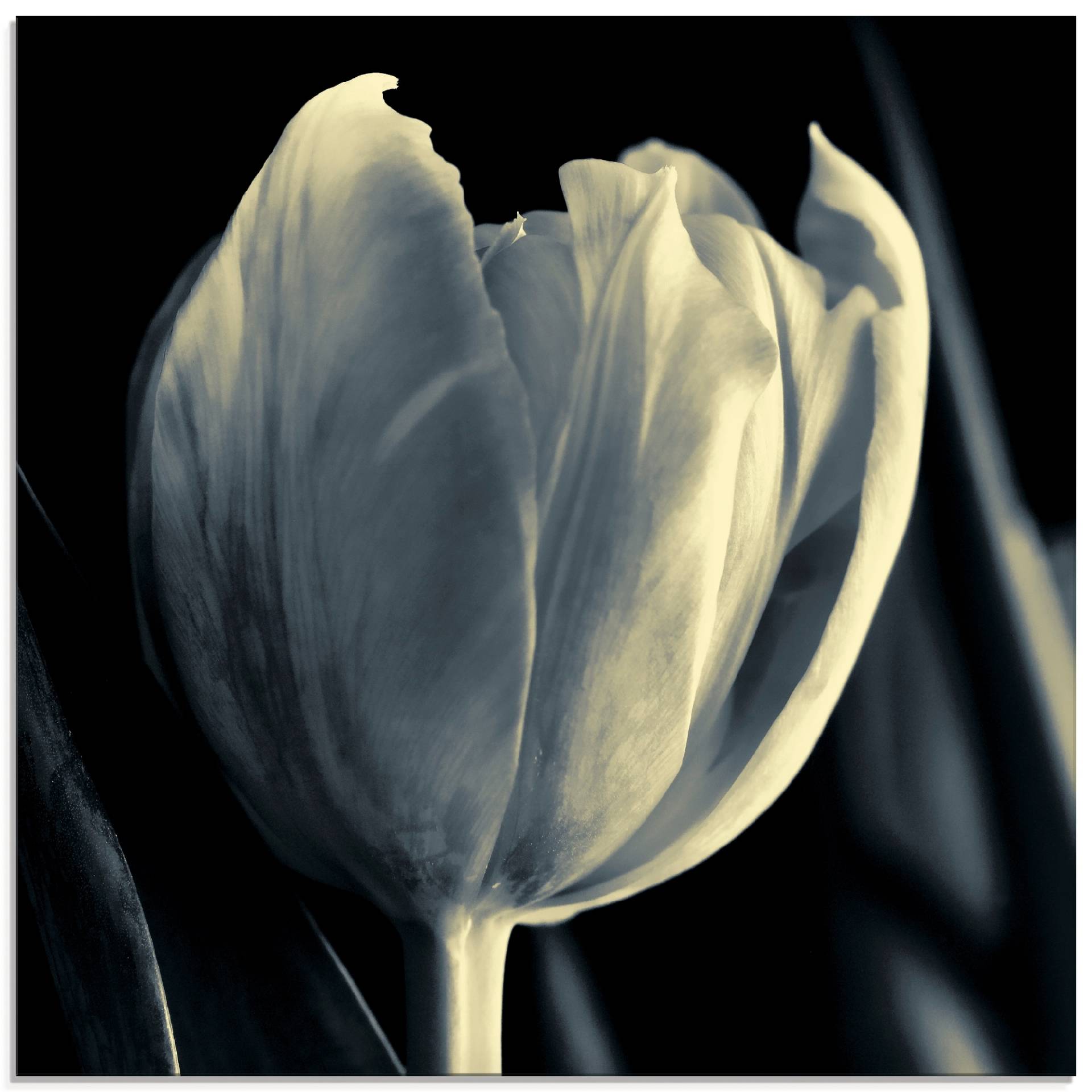 Artland Glasbild »Tulpe«, Blumen, (1 St.), in verschiedenen Grössen von Artland