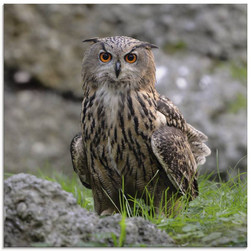 Artland Glasbild »Uhu«, Vögel, (1 St.), in verschiedenen Grössen von Artland