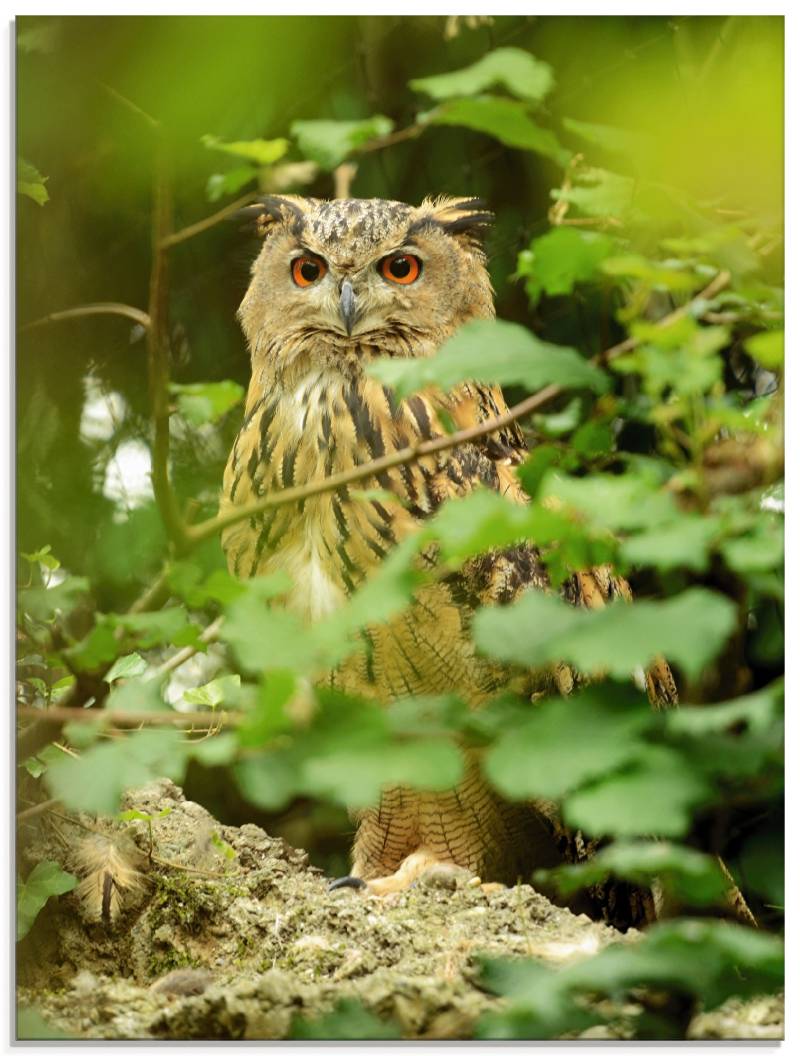 Artland Glasbild »Vogel Uhu«, Vögel, (1 St.), in verschiedenen Grössen von Artland