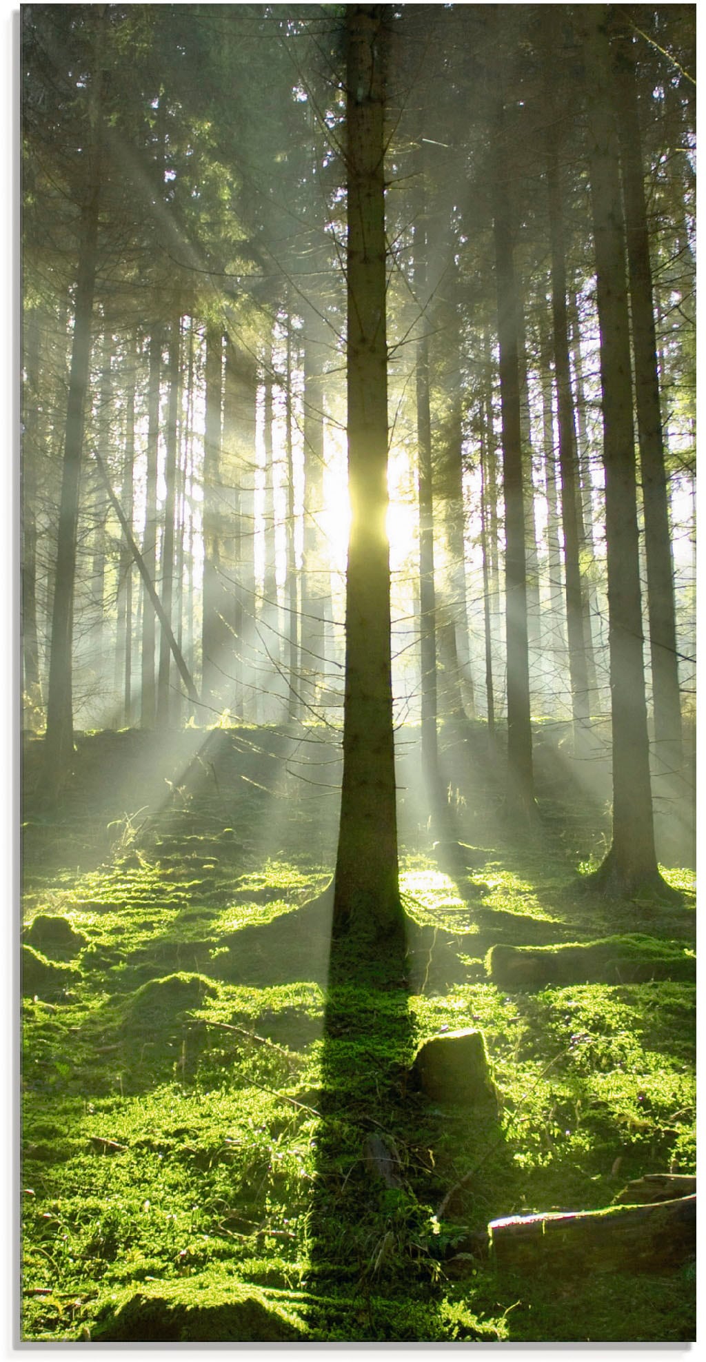 Artland Glasbild »Wald im Gegenlicht«, Wald, (1 St.), in verschiedenen Grössen von Artland