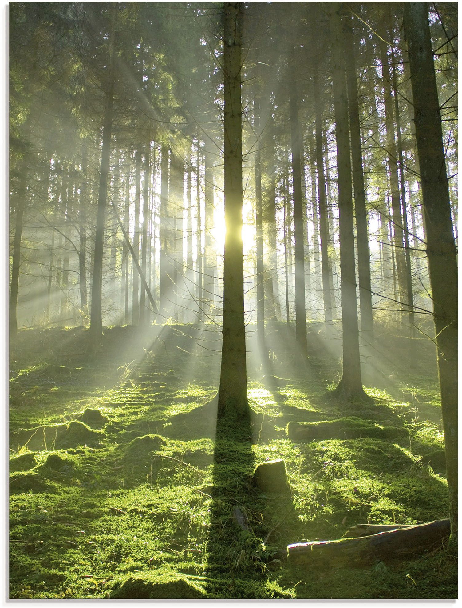 Artland Glasbild »Wald im Gegenlicht«, Wald, (1 St.), in verschiedenen Grössen von Artland