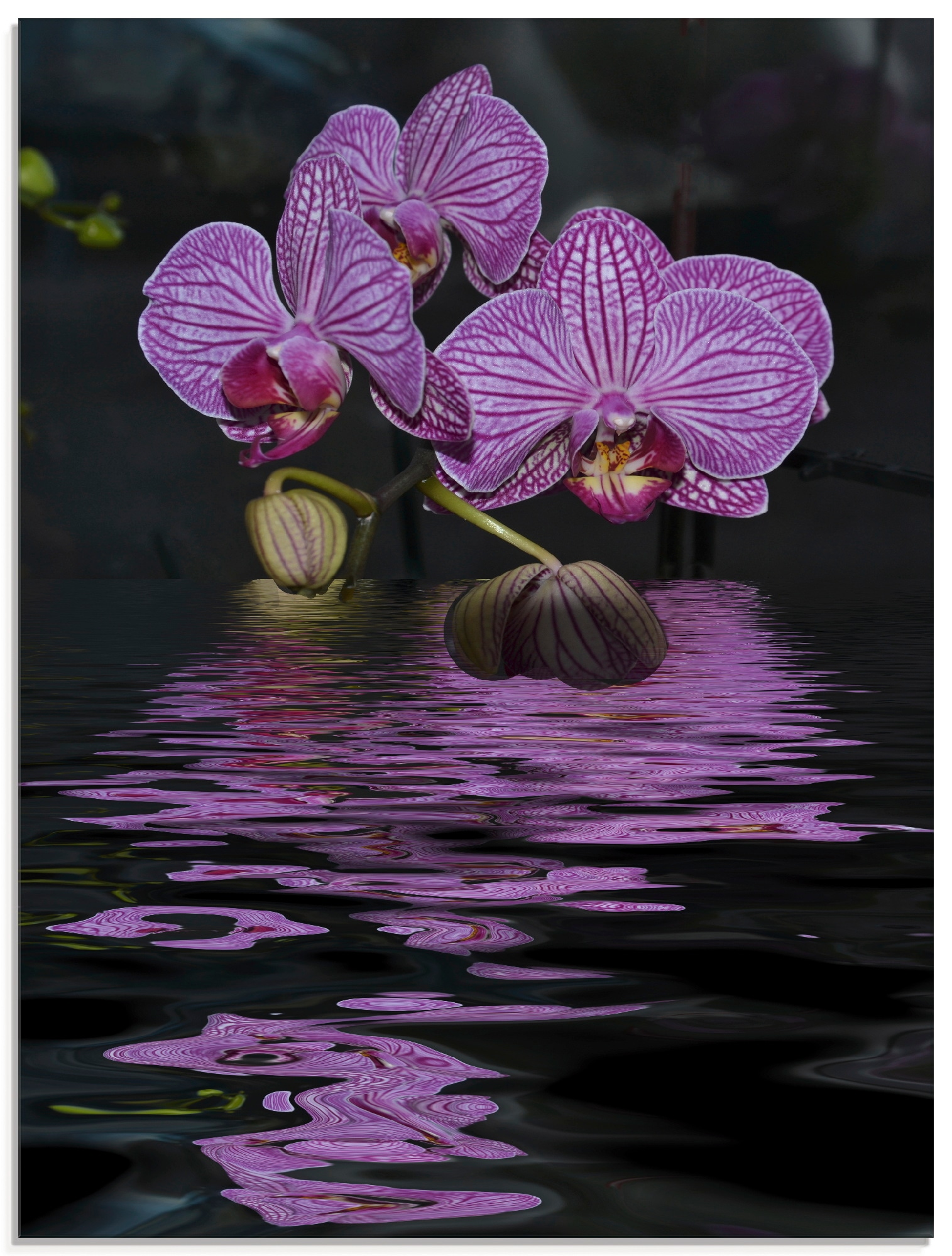 Artland Glasbild »Wasserorchidee«, Blumen, (1 St.), in verschiedenen Grössen von Artland