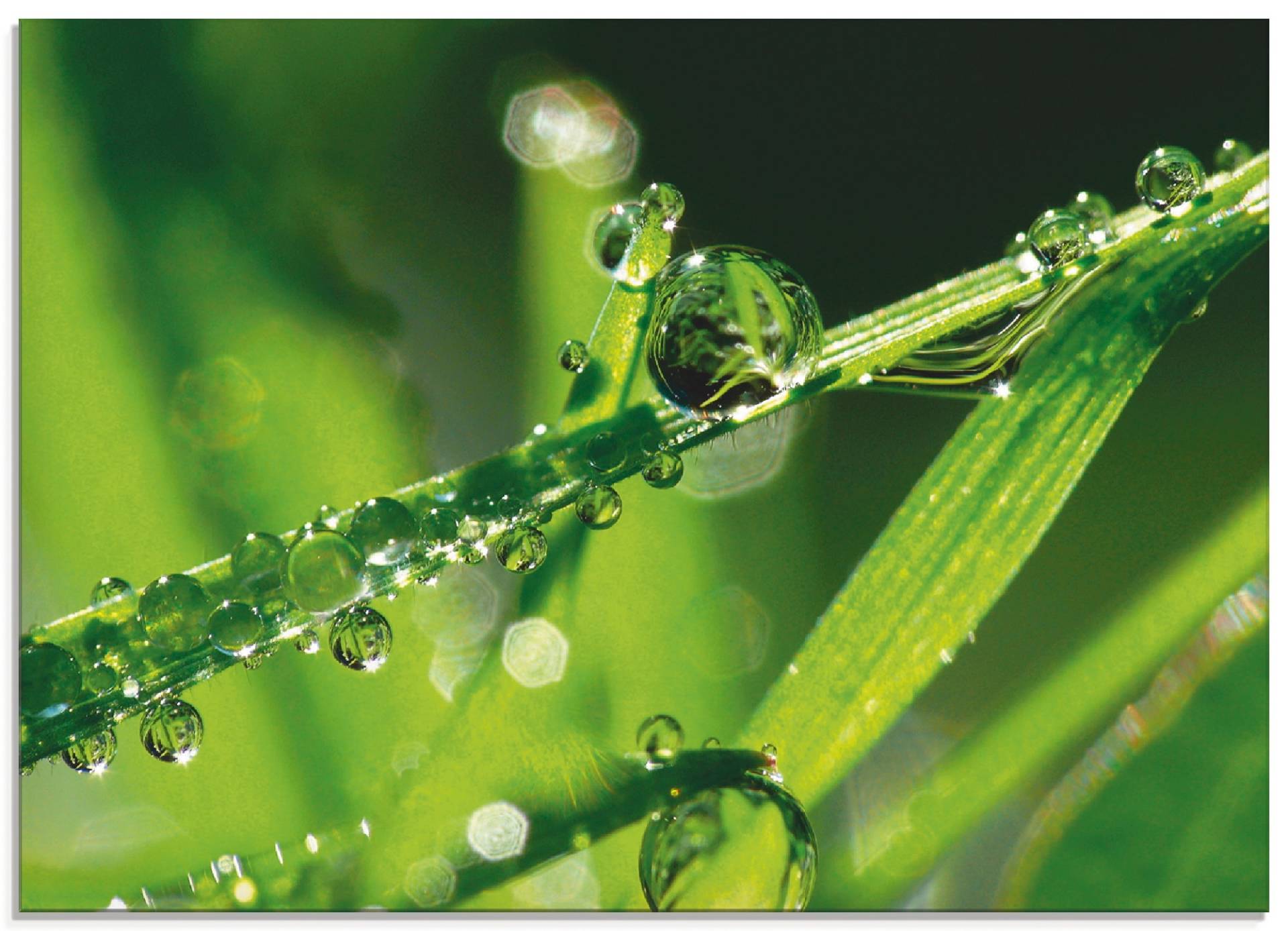 Artland Glasbild »Wassertropfen auf Gras«, Gräser, (1 St.), in verschiedenen Grössen von Artland