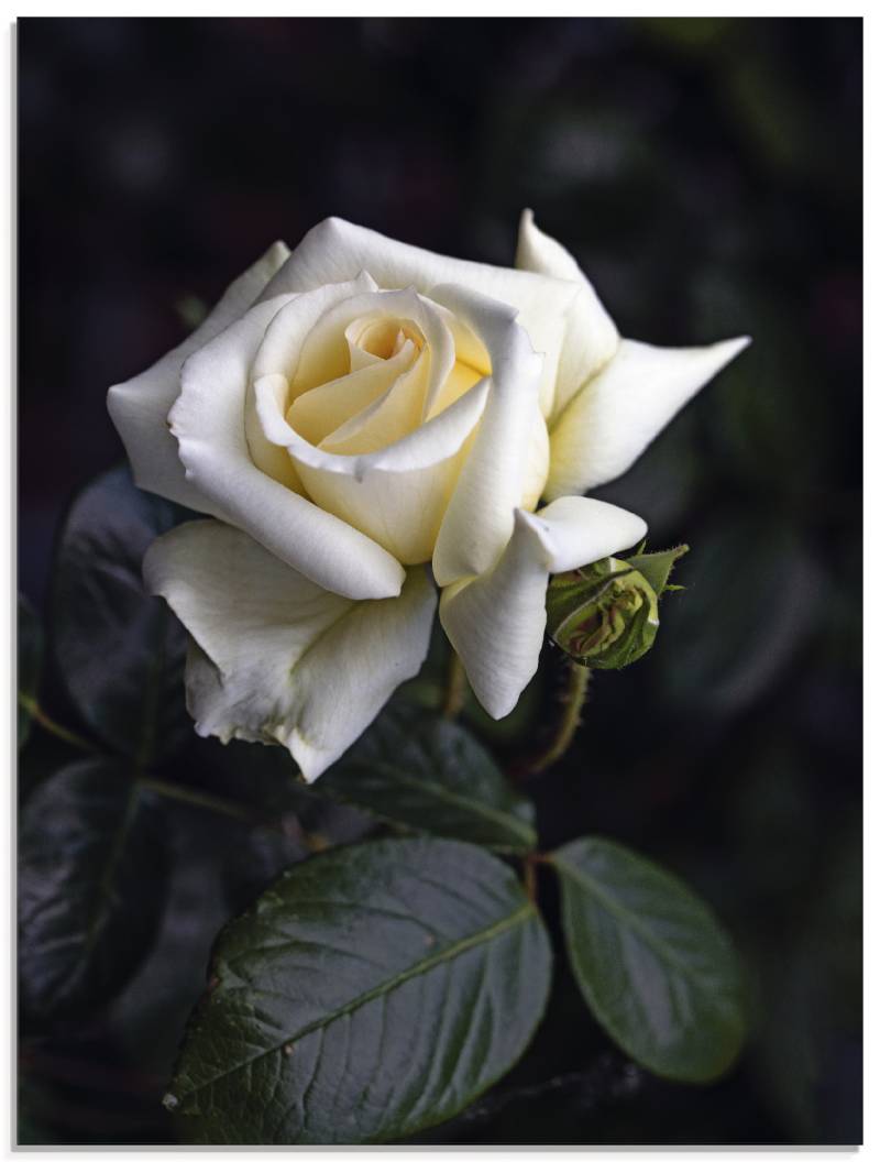 Artland Glasbild »Weiss-gelbe Rose«, Blumen, (1 St.), in verschiedenen Grössen von Artland