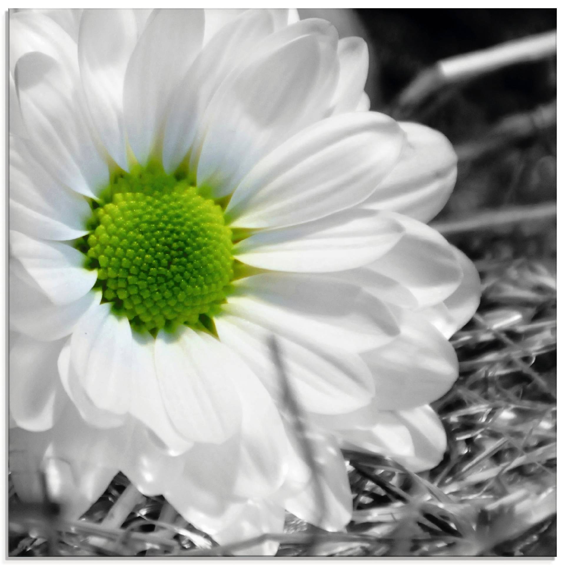 Artland Glasbild »Weisse Blume«, Blumen, (1 St.), in verschiedenen Grössen von Artland