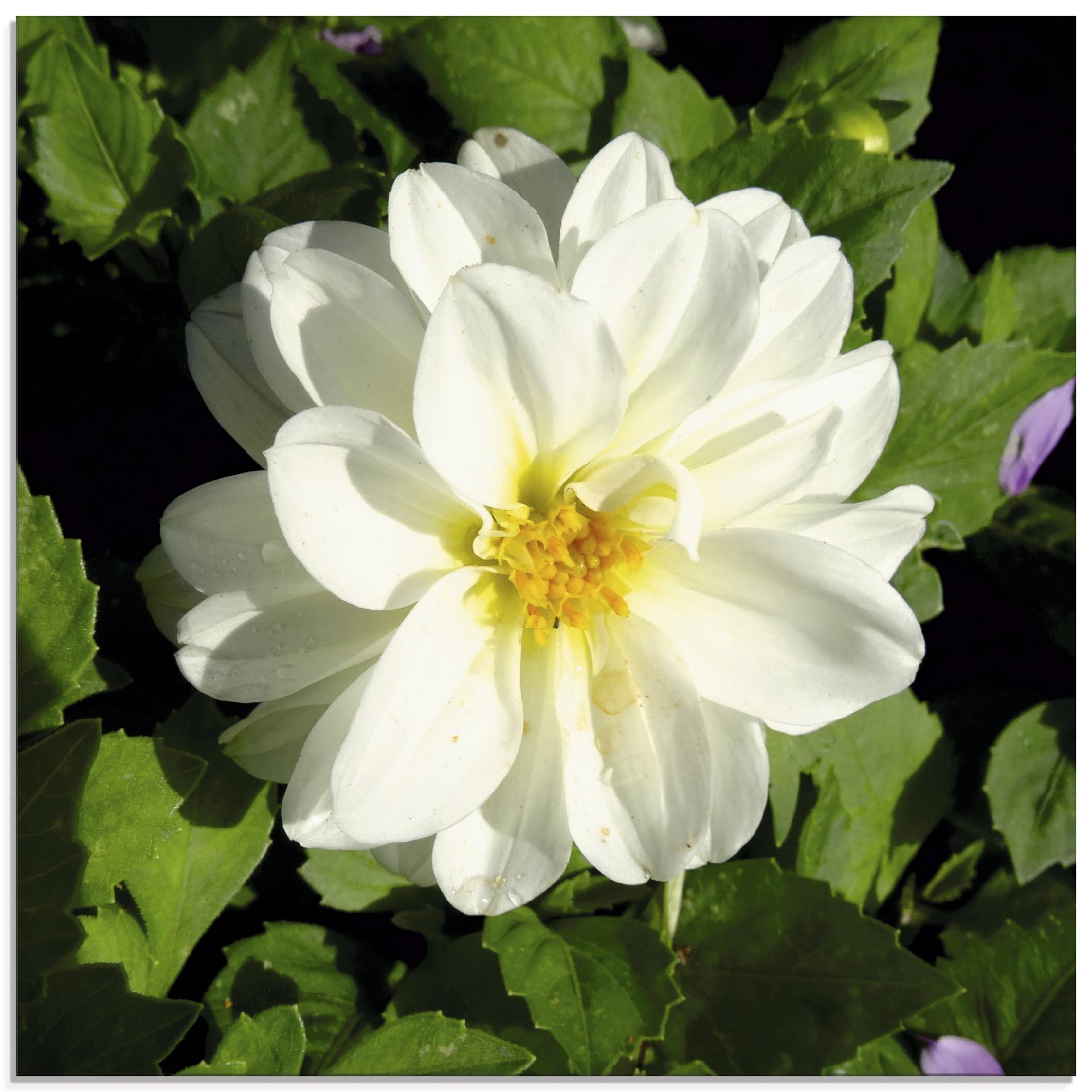 Artland Glasbild »Weisse Dahlienblüte«, Blumen, (1 St.), in verschiedenen Grössen von Artland