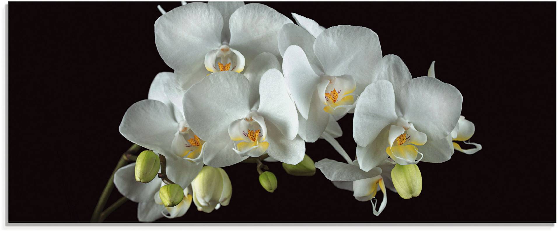 Artland Glasbild »Weisse Orchidee auf schwarzem Hintergrund«, Blumen, (1 St.), in verschiedenen Grössen Artland Glasbild »Weisse Orchidee auf schwarzem Hintergrund«, Blumen, (1 St.), in verschiedenen Grössen von Artland
