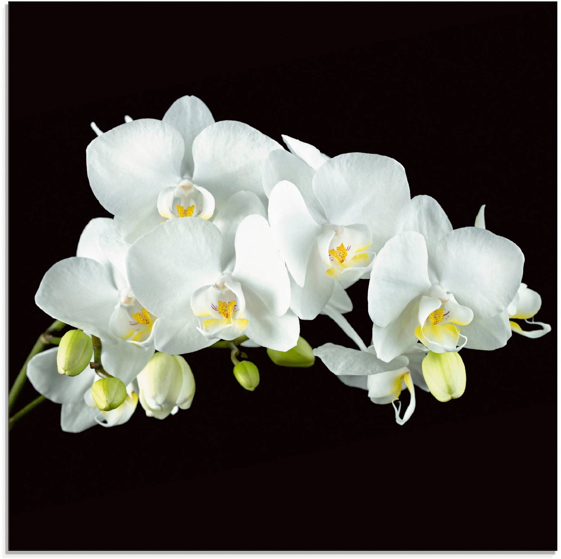 Artland Glasbild »Weisse Orchidee auf schwarzem Hintergrund«, Blumen, (1 St.), in verschiedenen Grössen Artland Glasbild »Weisse Orchidee auf schwarzem Hintergrund«, Blumen, (1 St.), in verschiedenen Grössen von Artland