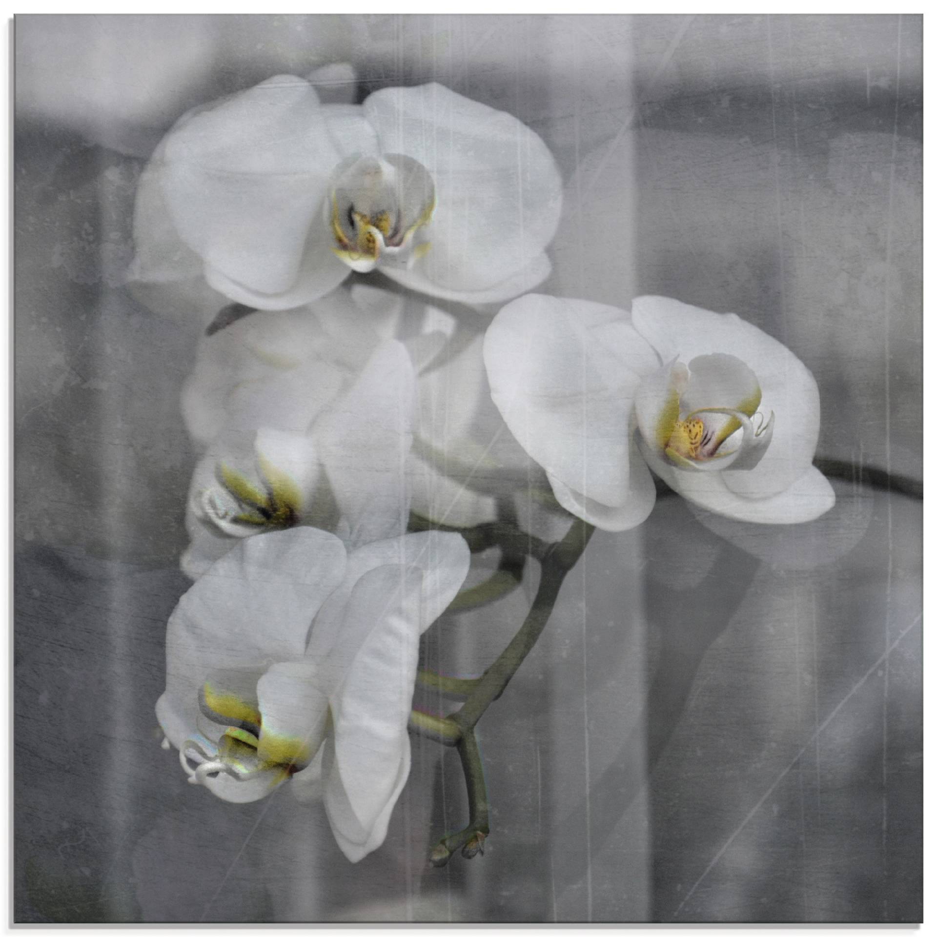 Artland Glasbild »Weisse Orchideen - white Orchid«, Blumen, (1 St.), in verschiedenen Grössen von Artland