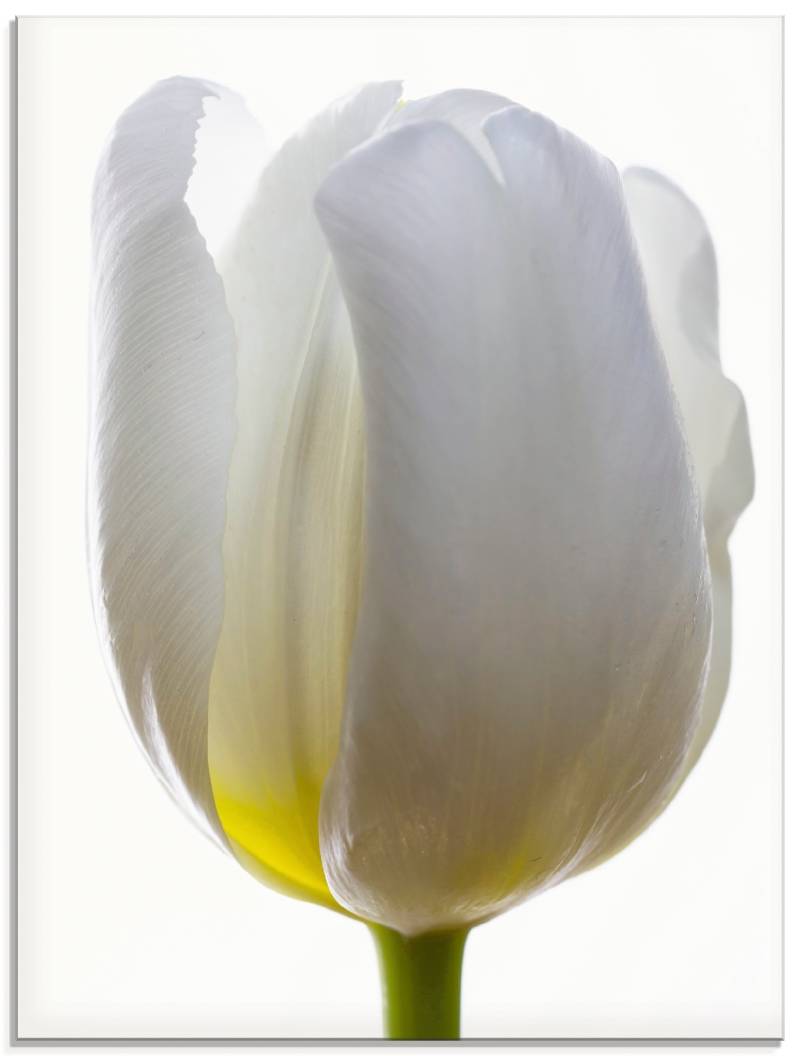 Artland Glasbild »Weisse Tulpe«, Blumen, (1 St.), in verschiedenen Grössen von Artland