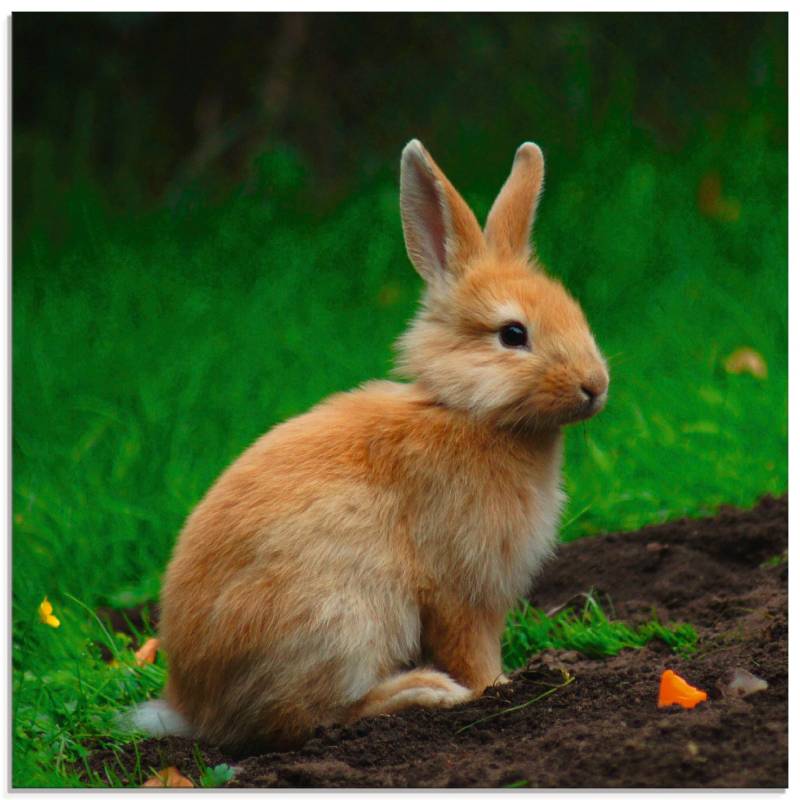 Artland Glasbild »Zwergkaninchen im Grünen«, Wildtiere, (1 St.), in verschiedenen Grössen von Artland