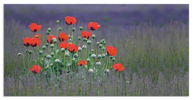 Artland Küchenrückwand »Lavendelfarm in Sequim - Mohnblumen«, (1 tlg.), Alu Spritzschutz mit Klebeband, einfache Montage von Artland