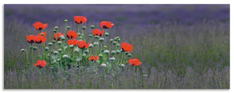 Artland Küchenrückwand »Lavendelfarm in Sequim - Mohnblumen«, (1 tlg.), Alu Spritzschutz mit Klebeband, einfache Montage von Artland