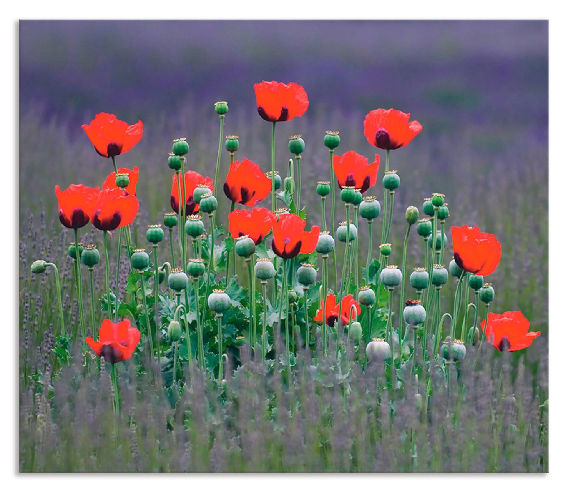 Artland Küchenrückwand »Lavendelfarm in Sequim - Mohnblumen«, (1 tlg.), Alu Spritzschutz mit Klebeband, einfache Montage von Artland