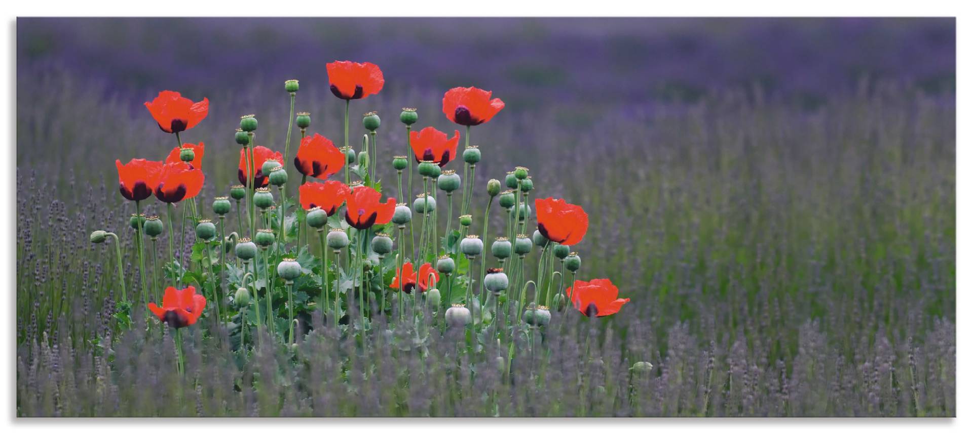 Artland Küchenrückwand »Lavendelfarm in Sequim - Mohnblumen«, (1 tlg.), Alu Spritzschutz mit Klebeband, einfache Montage von Artland