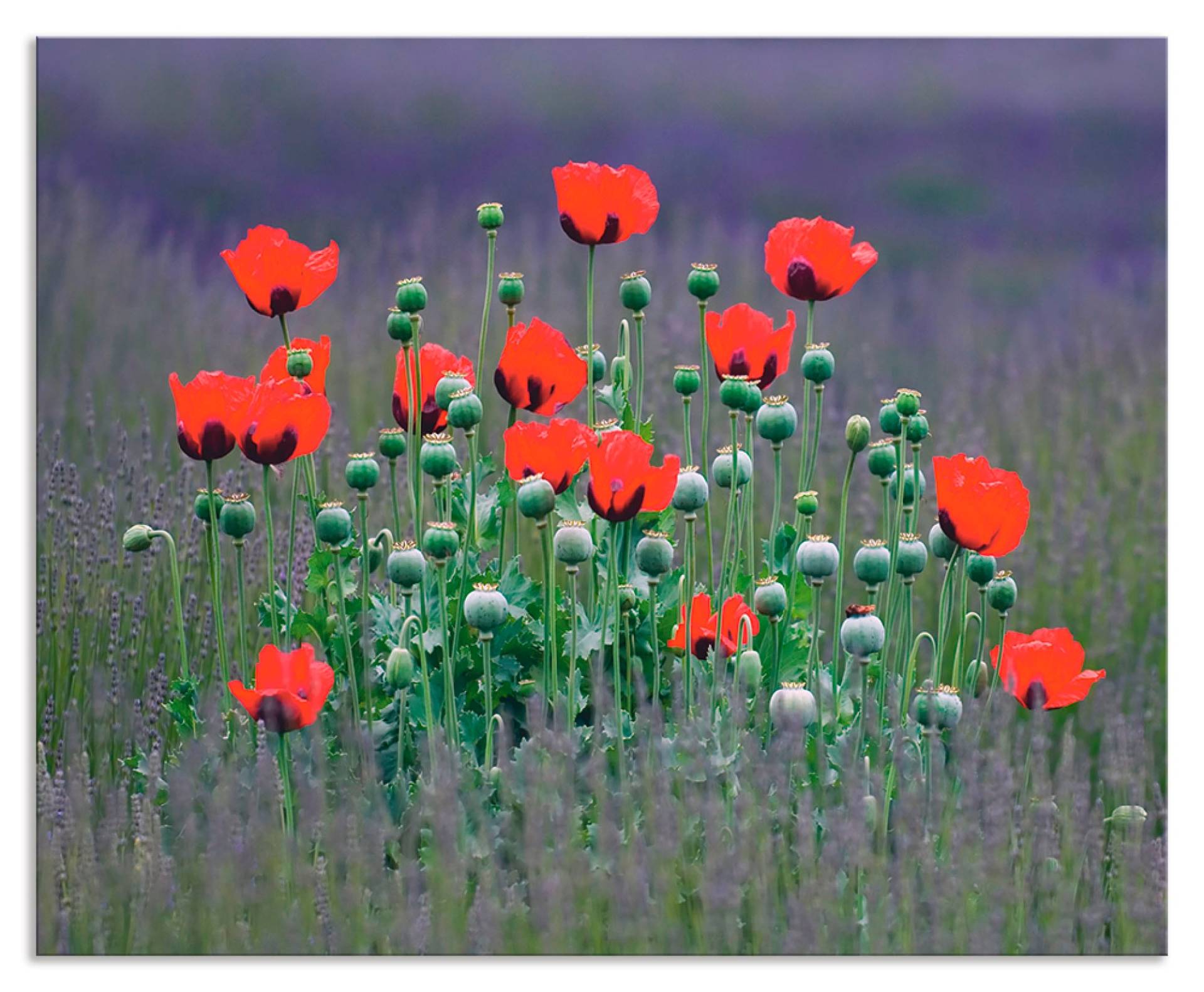 Artland Küchenrückwand »Lavendelfarm in Sequim - Mohnblumen«, (1 tlg.), Alu Spritzschutz mit Klebeband, einfache Montage von Artland