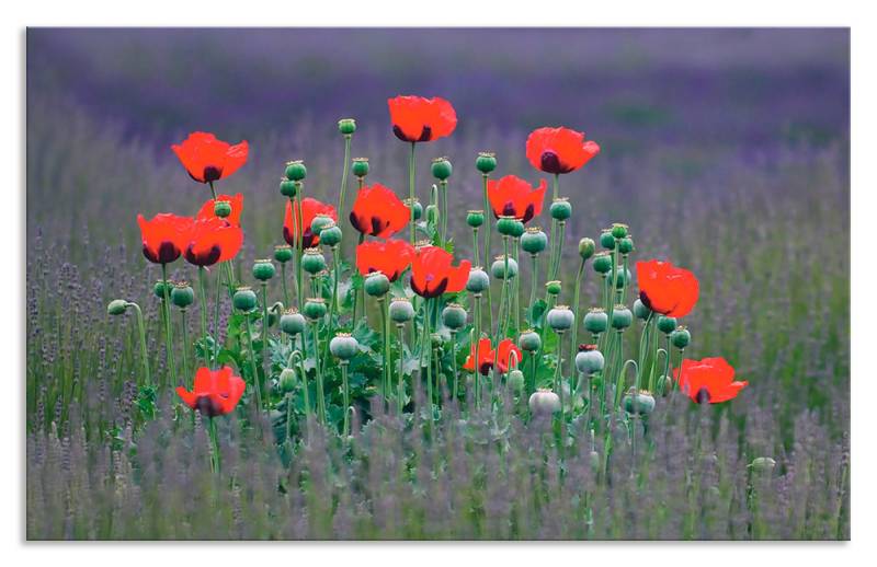 Artland Küchenrückwand »Lavendelfarm in Sequim - Mohnblumen«, (1 tlg.), Alu Spritzschutz mit Klebeband, einfache Montage von Artland