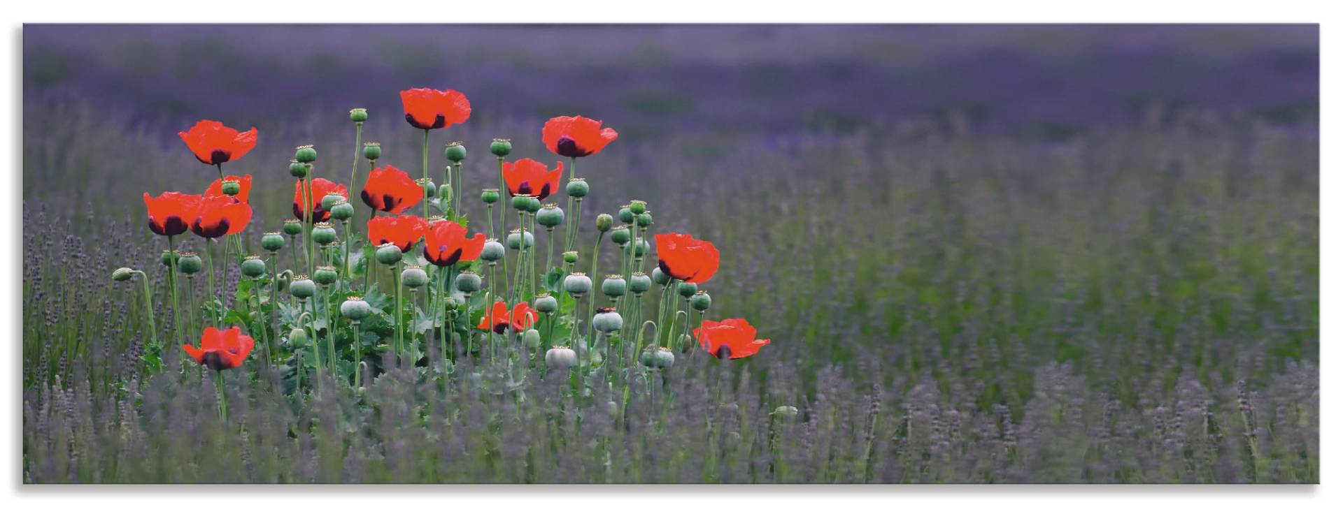 Artland Küchenrückwand »Lavendelfarm in Sequim - Mohnblumen«, (1 tlg.), Alu Spritzschutz mit Klebeband, einfache Montage von Artland