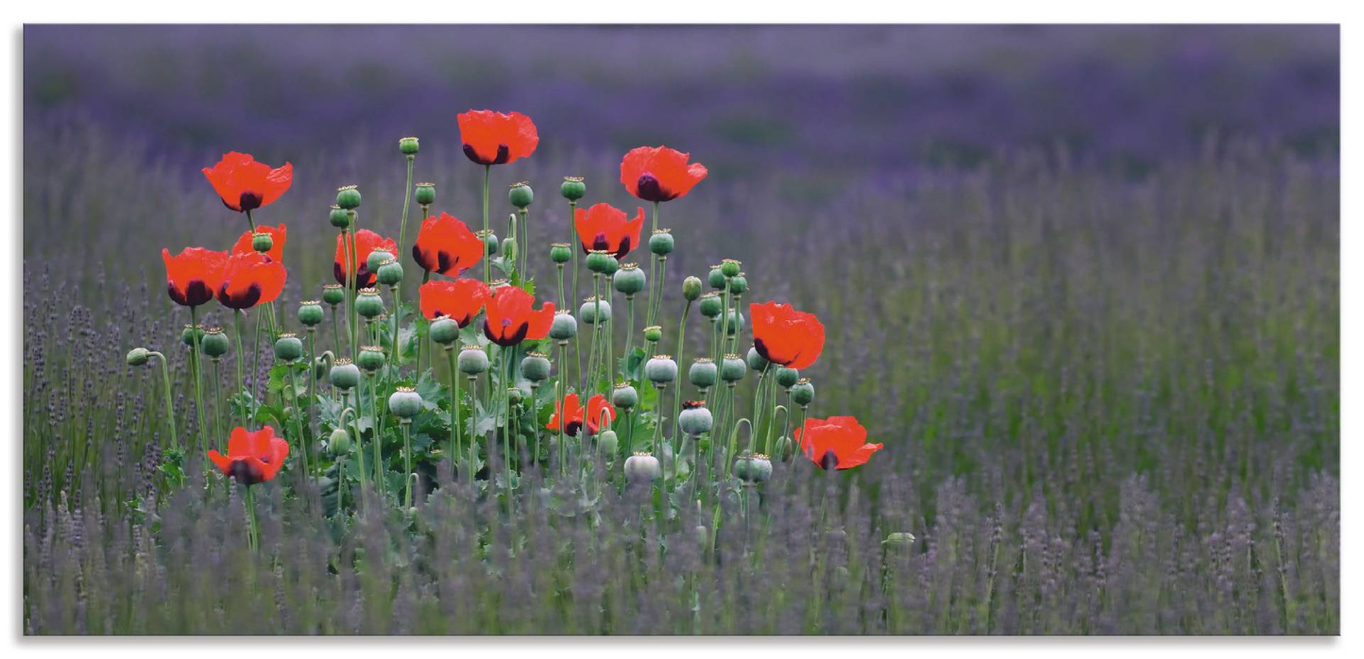 Artland Küchenrückwand »Lavendelfarm in Sequim - Mohnblumen«, (1 tlg.), Alu Spritzschutz mit Klebeband, einfache Montage von Artland