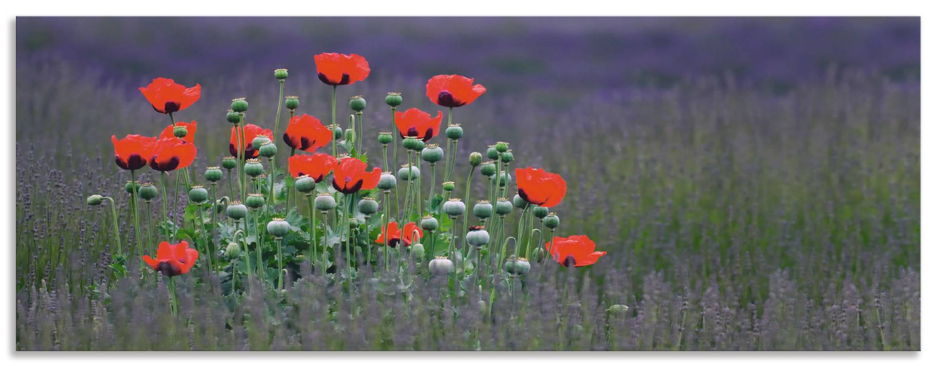 Artland Küchenrückwand »Lavendelfarm in Sequim - Mohnblumen«, (1 tlg.), Alu Spritzschutz mit Klebeband, einfache Montage von Artland