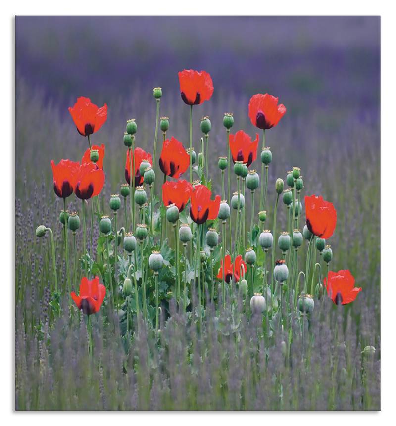 Artland Küchenrückwand »Lavendelfarm in Sequim - Mohnblumen«, (1 tlg.), Alu Spritzschutz mit Klebeband, einfache Montage von Artland