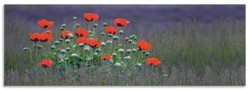 Artland Küchenrückwand »Lavendelfarm in Sequim - Mohnblumen«, (1 tlg.), Alu Spritzschutz mit Klebeband, einfache Montage von Artland