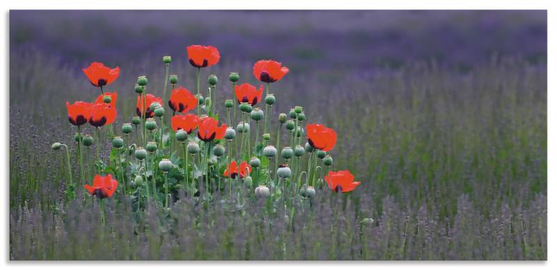 Artland Küchenrückwand »Lavendelfarm in Sequim - Mohnblumen«, (1 tlg.), Alu Spritzschutz mit Klebeband, einfache Montage von Artland