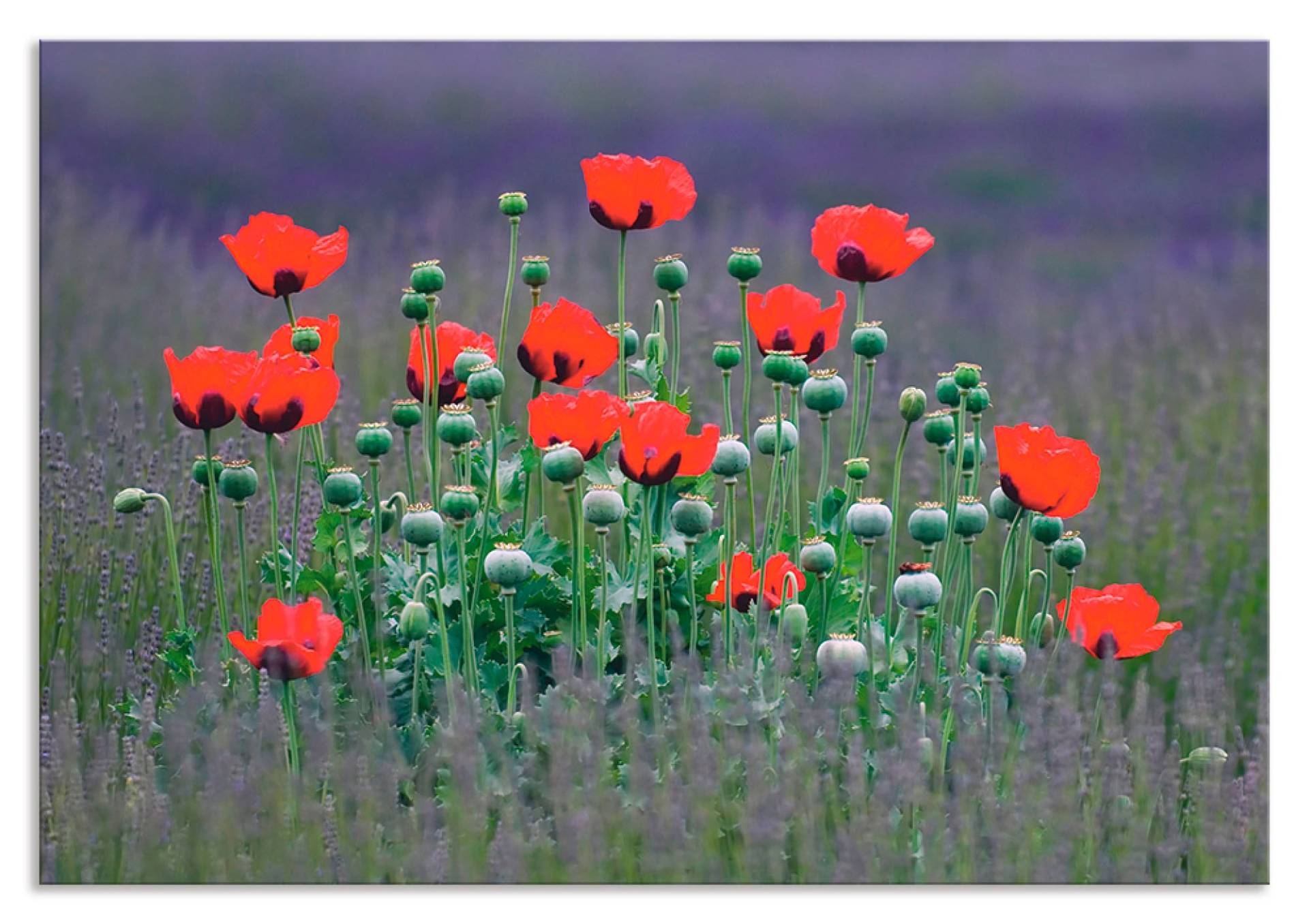 Artland Küchenrückwand »Lavendelfarm in Sequim - Mohnblumen«, (1 tlg.), Alu Spritzschutz mit Klebeband, einfache Montage von Artland