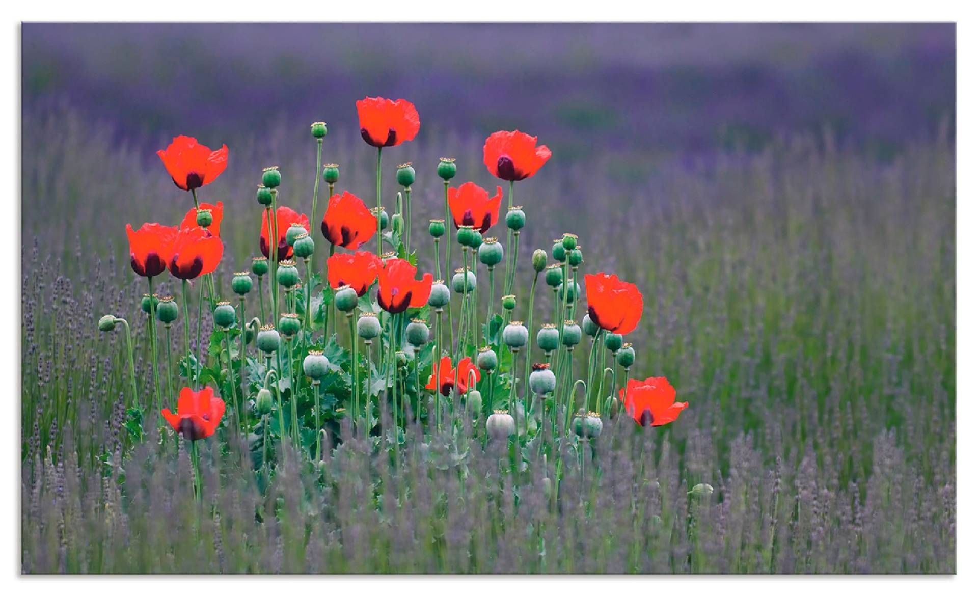 Artland Küchenrückwand »Lavendelfarm in Sequim - Mohnblumen«, (1 tlg.), Alu Spritzschutz mit Klebeband, einfache Montage von Artland