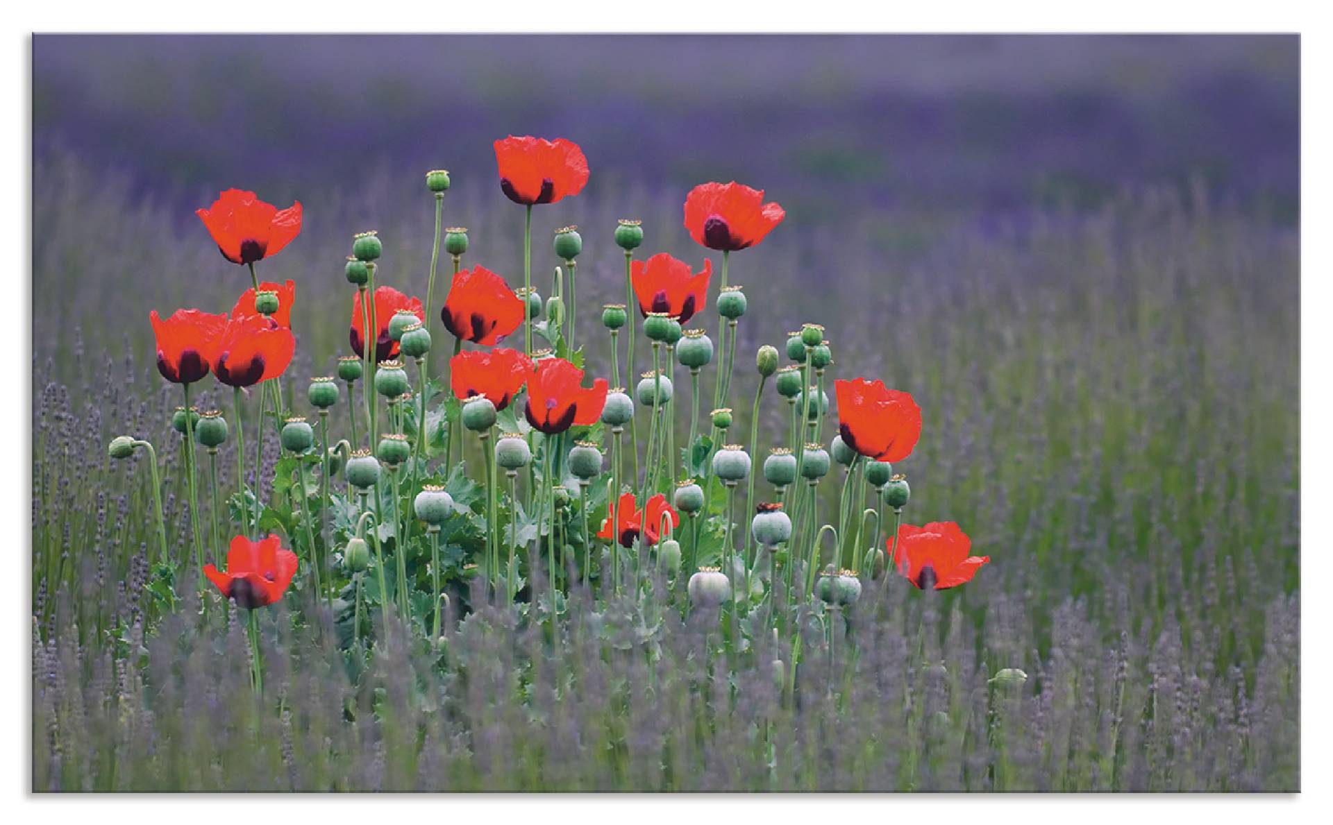 Artland Küchenrückwand »Lavendelfarm in Sequim - Mohnblumen«, (1 tlg.), Alu Spritzschutz mit Klebeband, einfache Montage von Artland