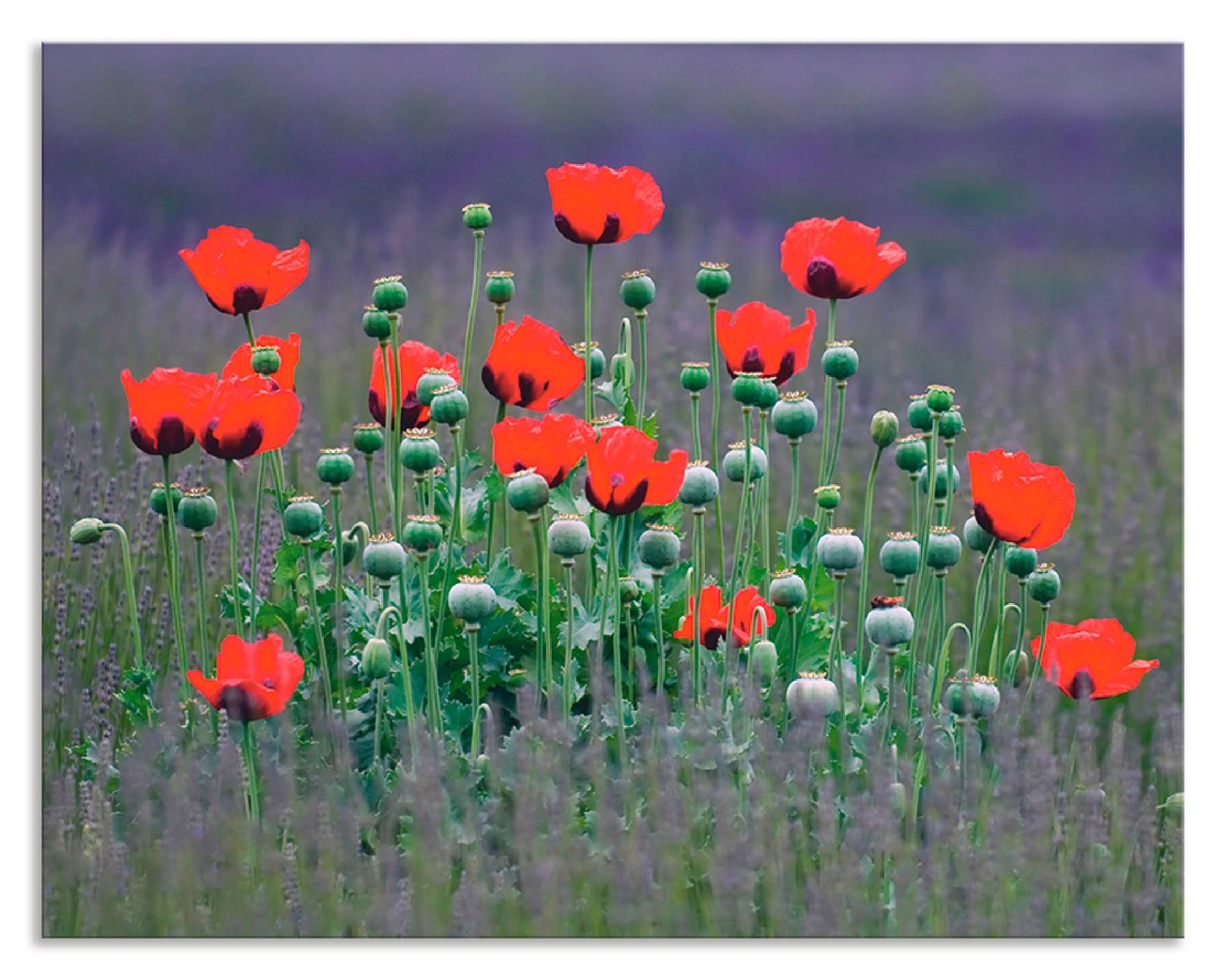 Artland Küchenrückwand »Lavendelfarm in Sequim - Mohnblumen«, (1 tlg.), Alu Spritzschutz mit Klebeband, einfache Montage von Artland