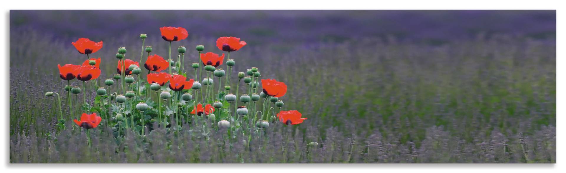 Artland Küchenrückwand »Lavendelfarm in Sequim - Mohnblumen«, (1 tlg.), Alu Spritzschutz mit Klebeband, einfache Montage von Artland