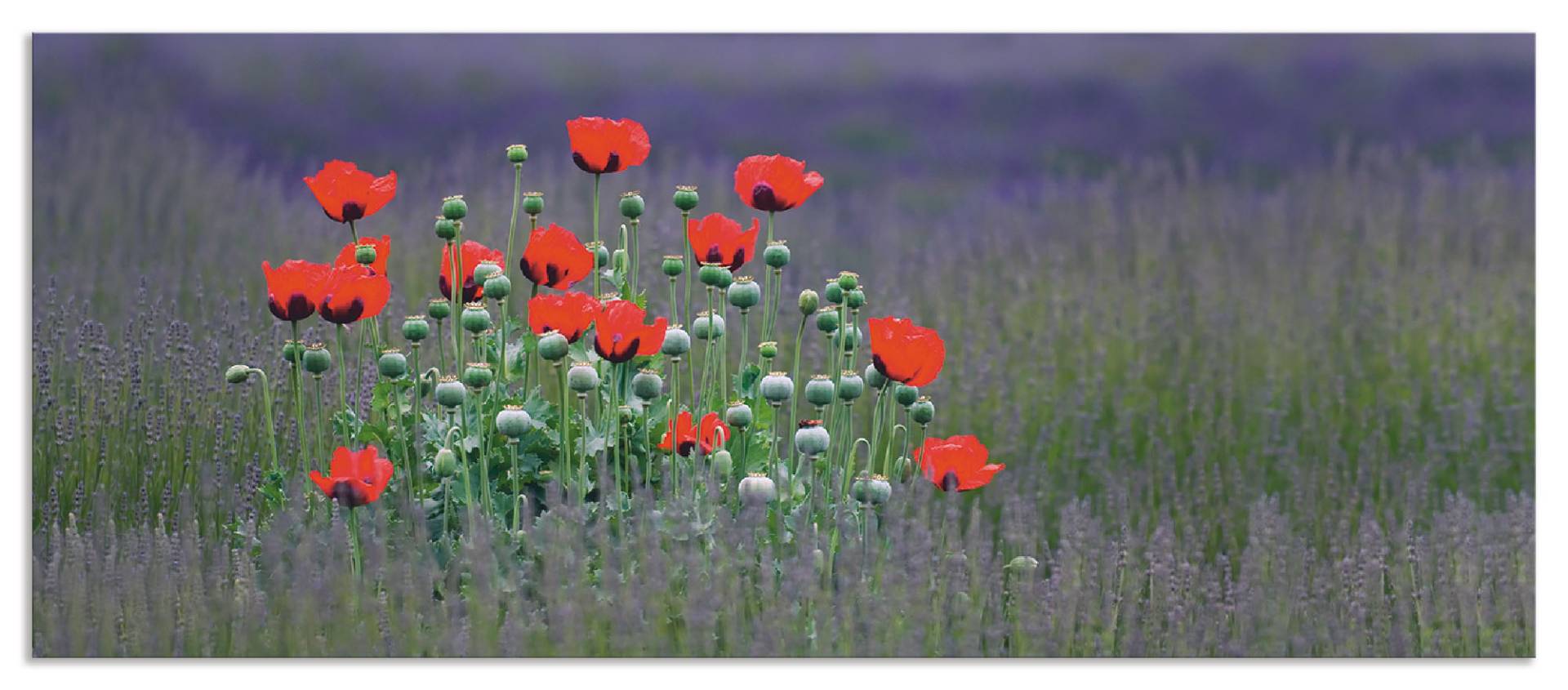 Artland Küchenrückwand »Lavendelfarm in Sequim - Mohnblumen«, (1 tlg.), Alu Spritzschutz mit Klebeband, einfache Montage von Artland