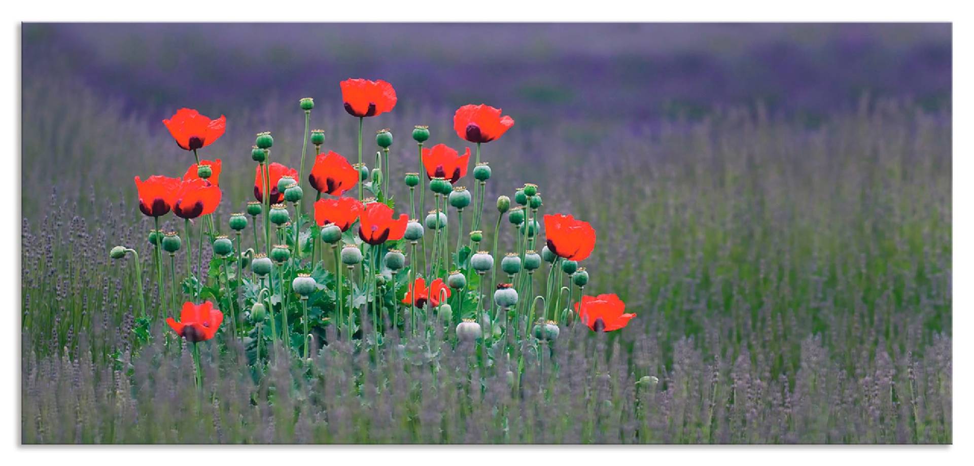 Artland Küchenrückwand »Lavendelfarm in Sequim - Mohnblumen«, (1 tlg.), Alu Spritzschutz mit Klebeband, einfache Montage von Artland